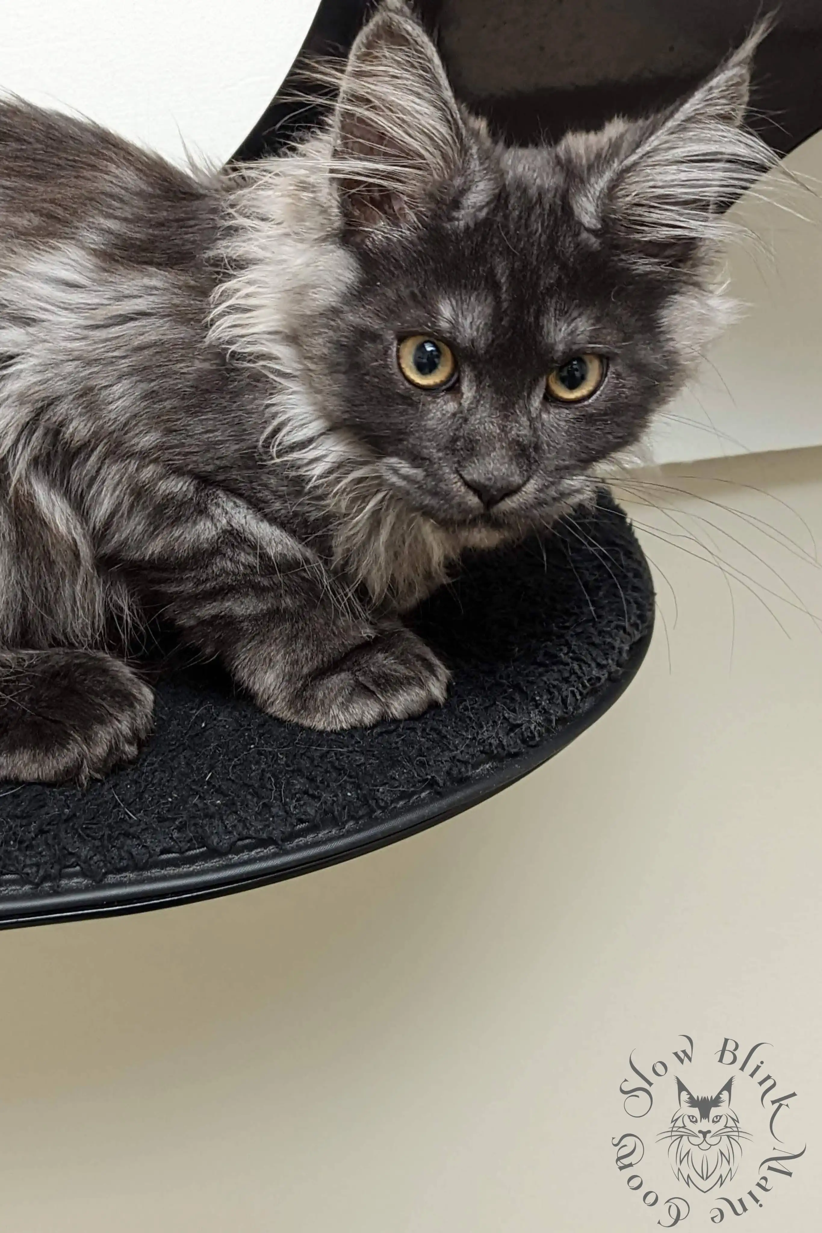 black smoke | maine coon kitten | ems code ns | slowblinkmainecoons Black Smoke Maine Coon Kittens > black smoke | maine coon kitten | ems code ns | slowblinkmainecoons | 1007