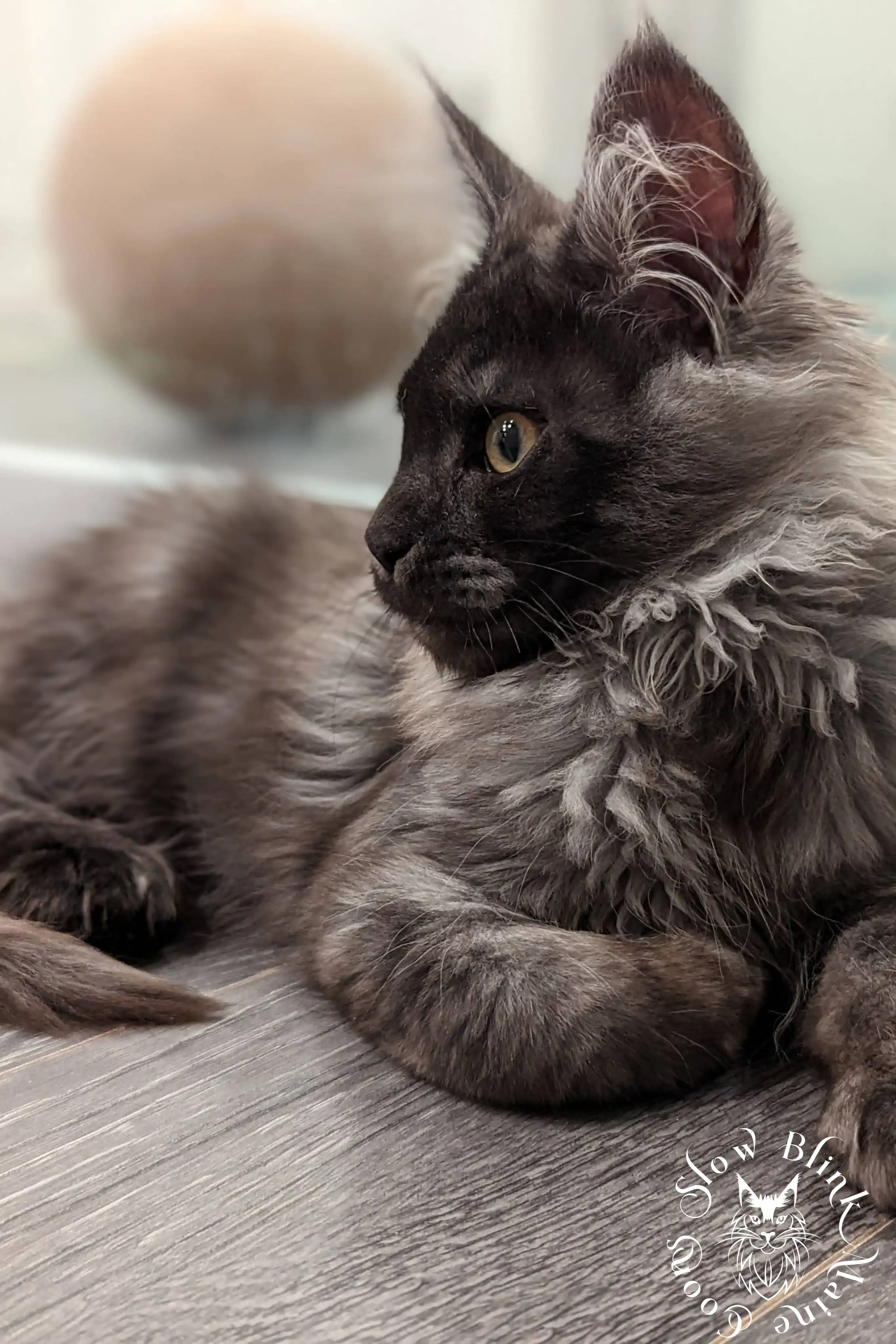 black smoke | maine coon kitten | ems code ns | slowblinkmainecoons Black Smoke Maine Coon Kittens > black smoke | maine coon kitten | ems code ns | slowblinkmainecoons | 1009