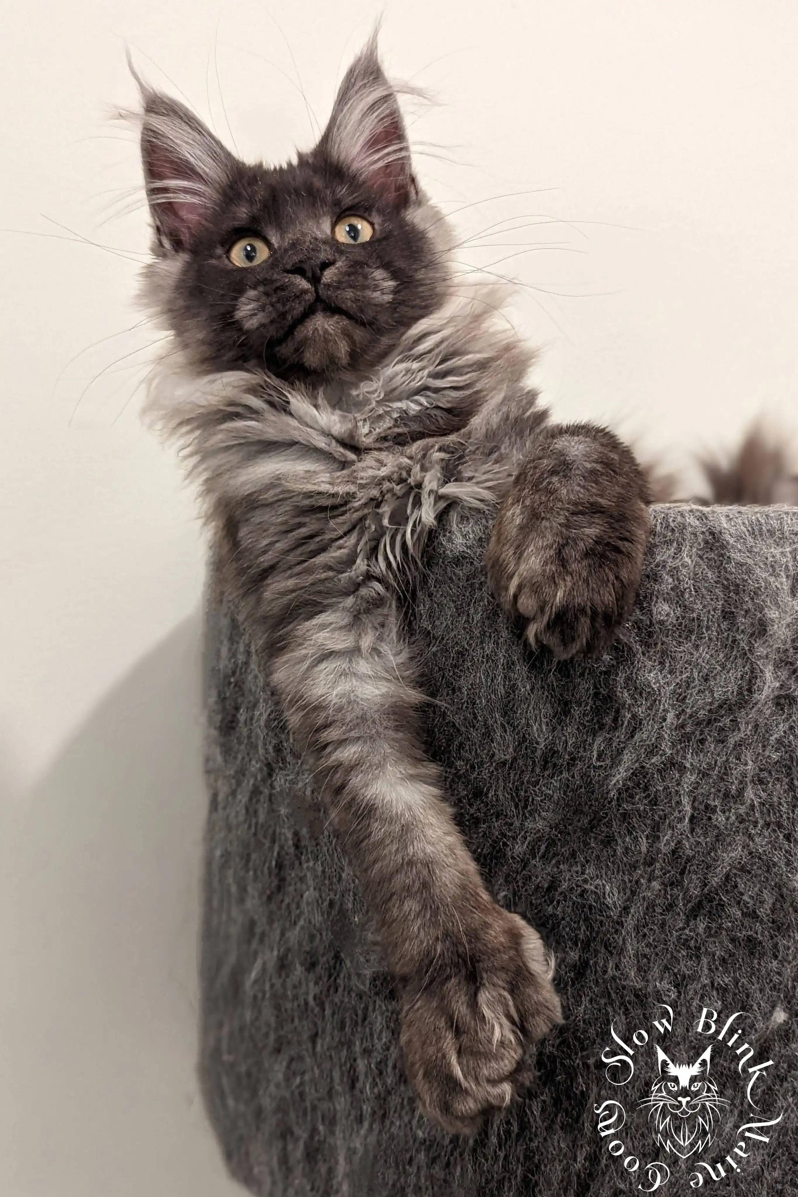 black smoke | maine coon kitten | ems code ns | slowblinkmainecoons Black Smoke Maine Coon Kittens > black smoke | maine coon kitten | ems code ns | slowblinkmainecoons | 1010
