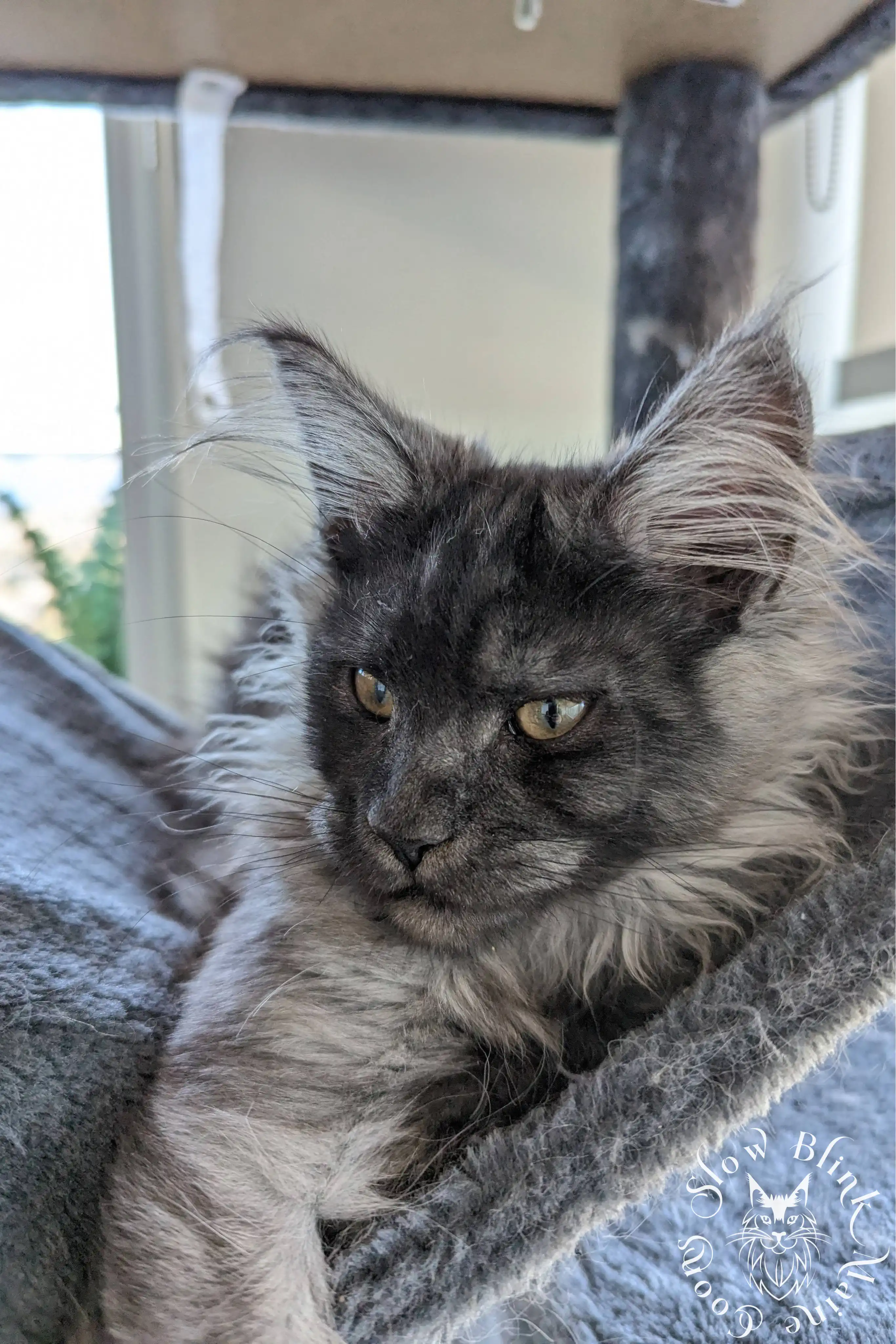 black smoke | maine coon kitten | ems code ns | slowblinkmainecoons Black Smoke Maine Coon Kittens > black smoke | maine coon kitten | ems code ns | slowblinkmainecoons | 1012
