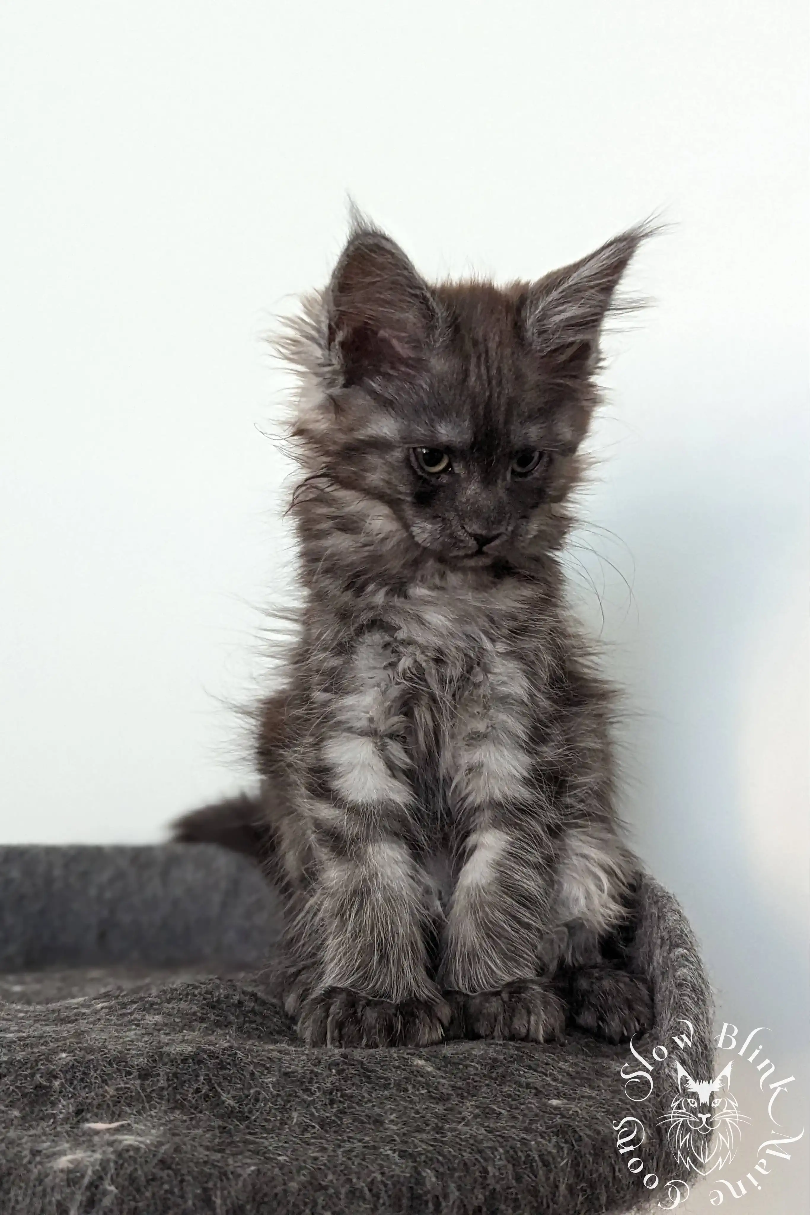 black smoke | maine coon kitten | ems code ns | slowblinkmainecoons Black Smoke Maine Coon Kittens > black smoke | maine coon kitten | ems code ns | slowblinkmainecoons | 1014