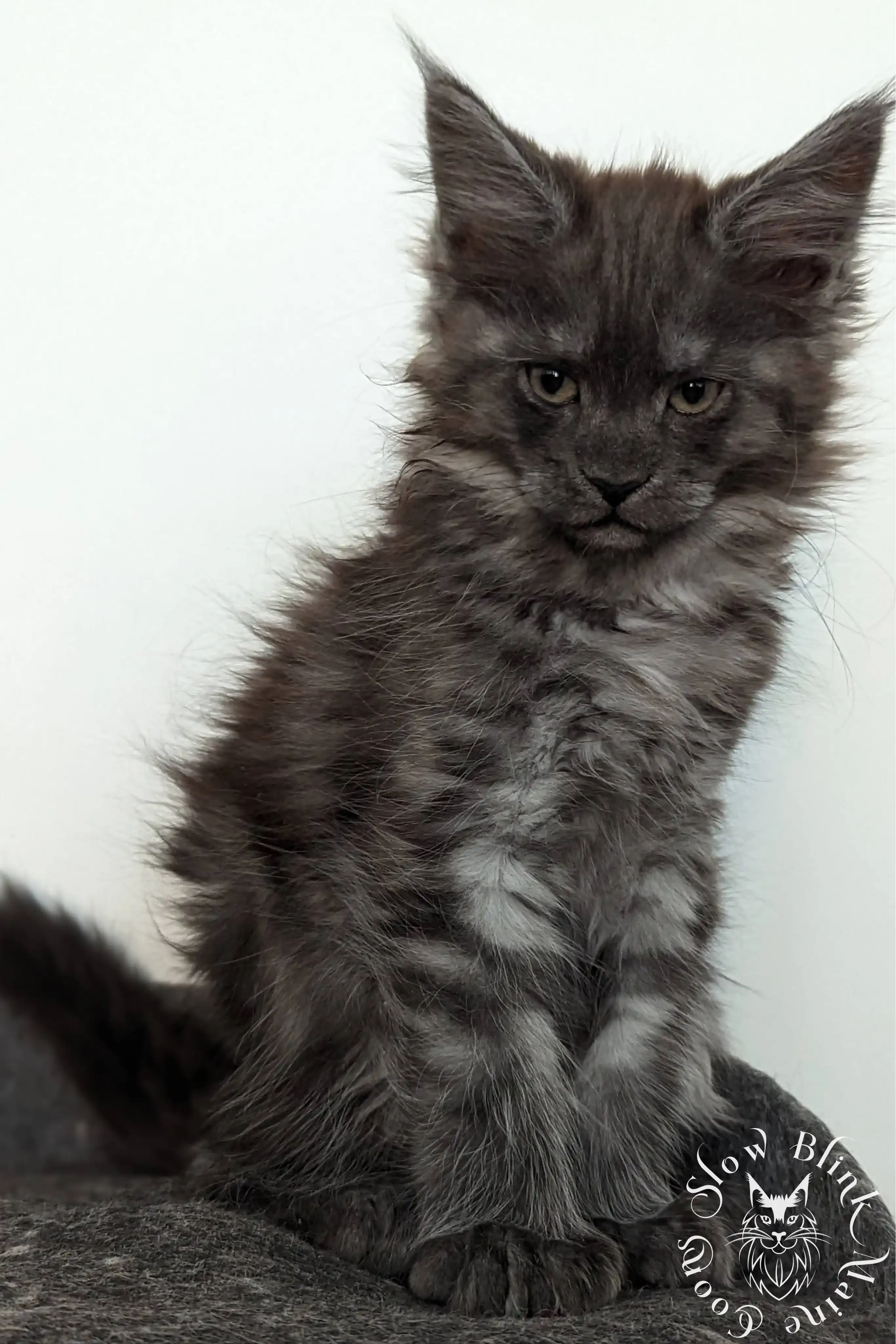 black smoke | maine coon kitten | ems code ns | slowblinkmainecoons Black Smoke Maine Coon Kittens > black smoke | maine coon kitten | ems code ns | slowblinkmainecoons | 1015