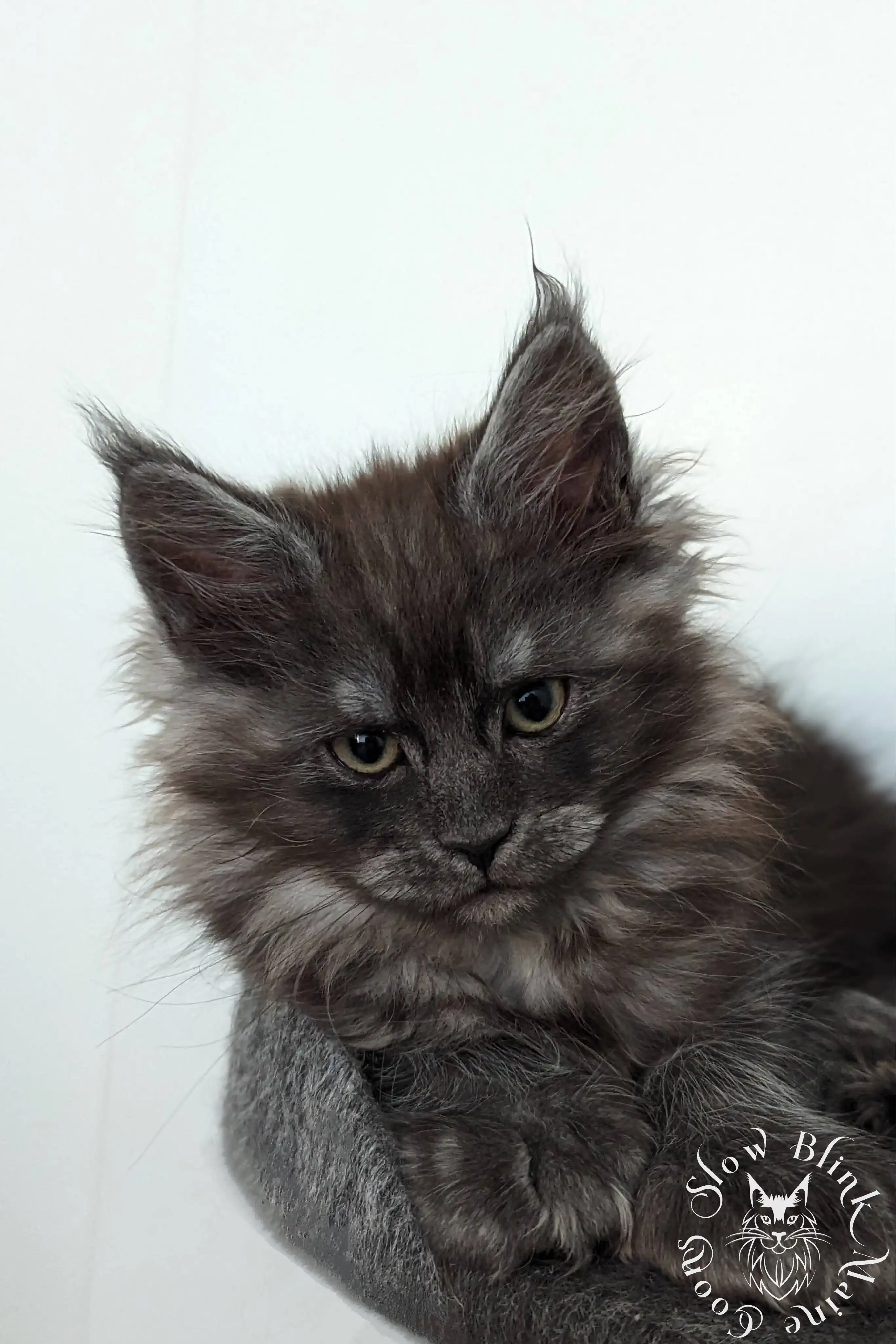black smoke | maine coon kitten | ems code ns | slowblinkmainecoons Black Smoke Maine Coon Kittens > black smoke | maine coon kitten | ems code ns | slowblinkmainecoons | 1016