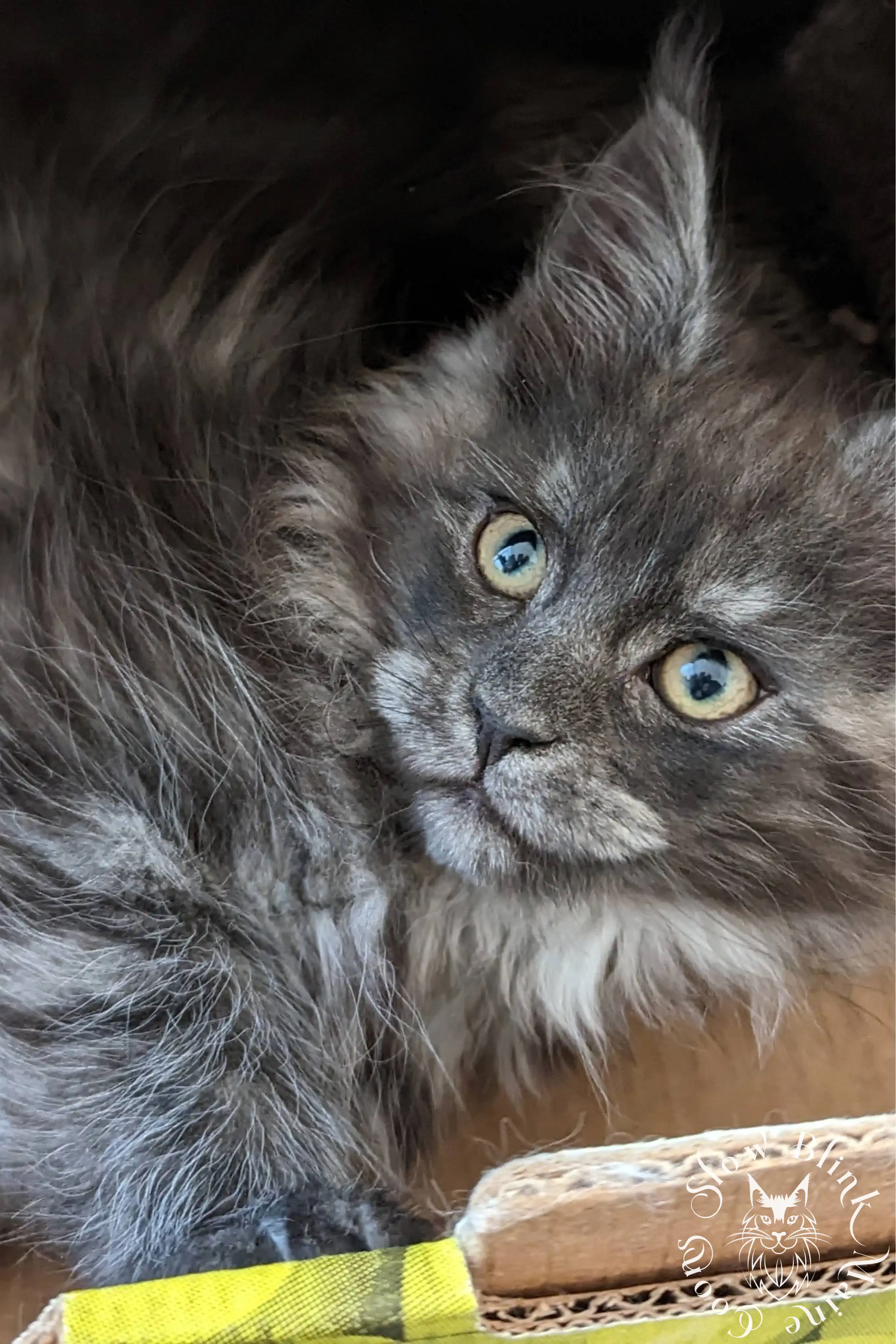 black smoke | maine coon kitten | ems code ns | slowblinkmainecoons Black Smoke Maine Coon Kittens > black smoke | maine coon kitten | ems code ns | slowblinkmainecoons | 1017