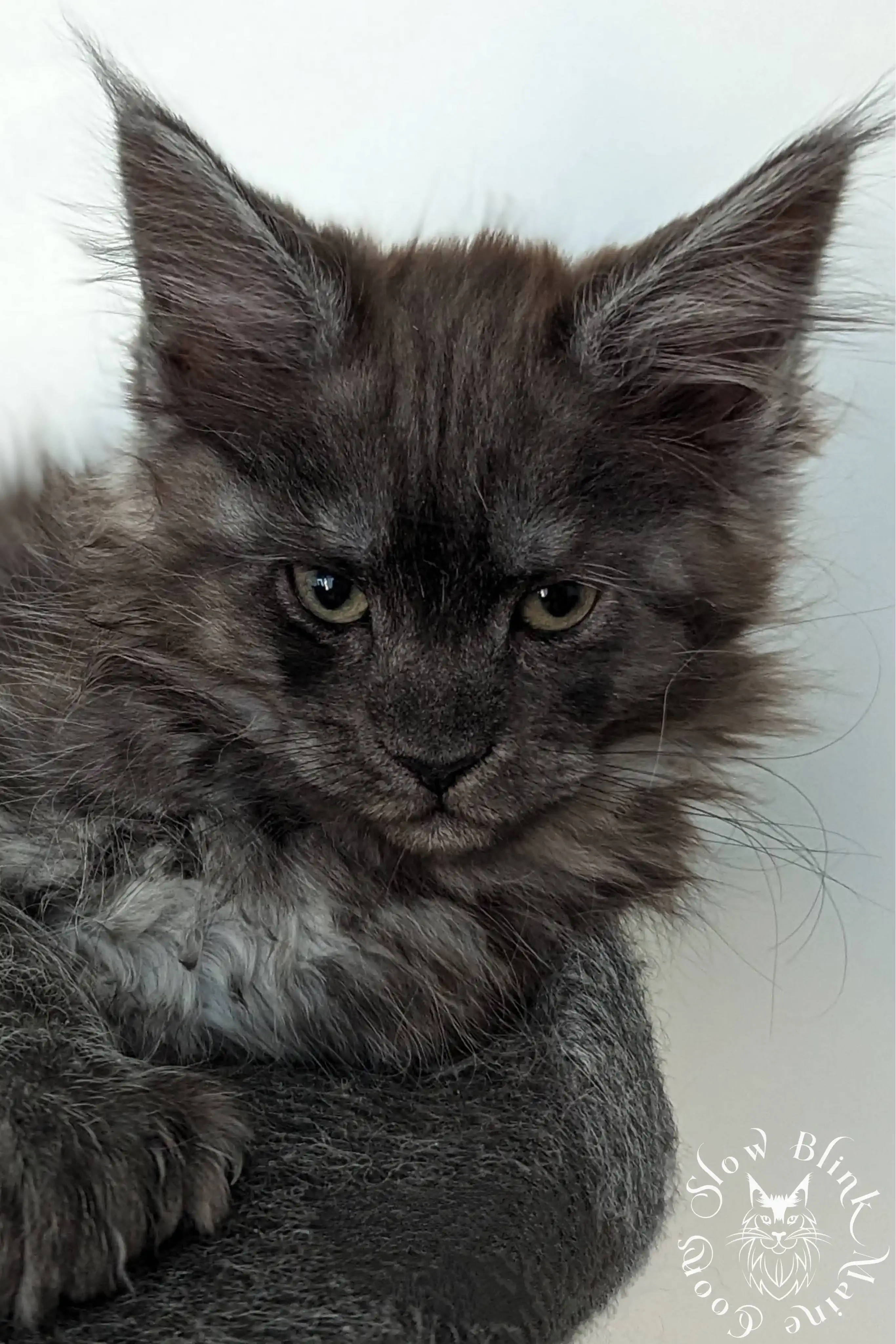 black smoke | maine coon kitten | ems code ns | slowblinkmainecoons Black Smoke Maine Coon Kittens > black smoke | maine coon kitten | ems code ns | slowblinkmainecoons | 1018