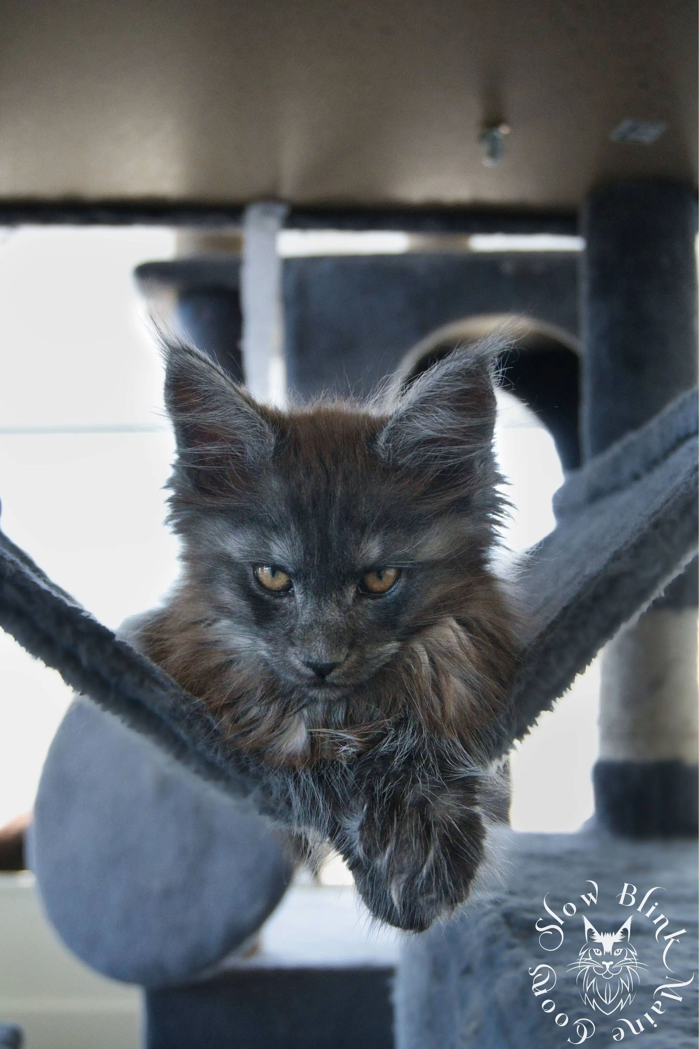 black smoke | maine coon kitten | ems code ns | slowblinkmainecoons Black Smoke Maine Coon Kittens > black smoke | maine coon kitten | ems code ns | slowblinkmainecoons | 1023