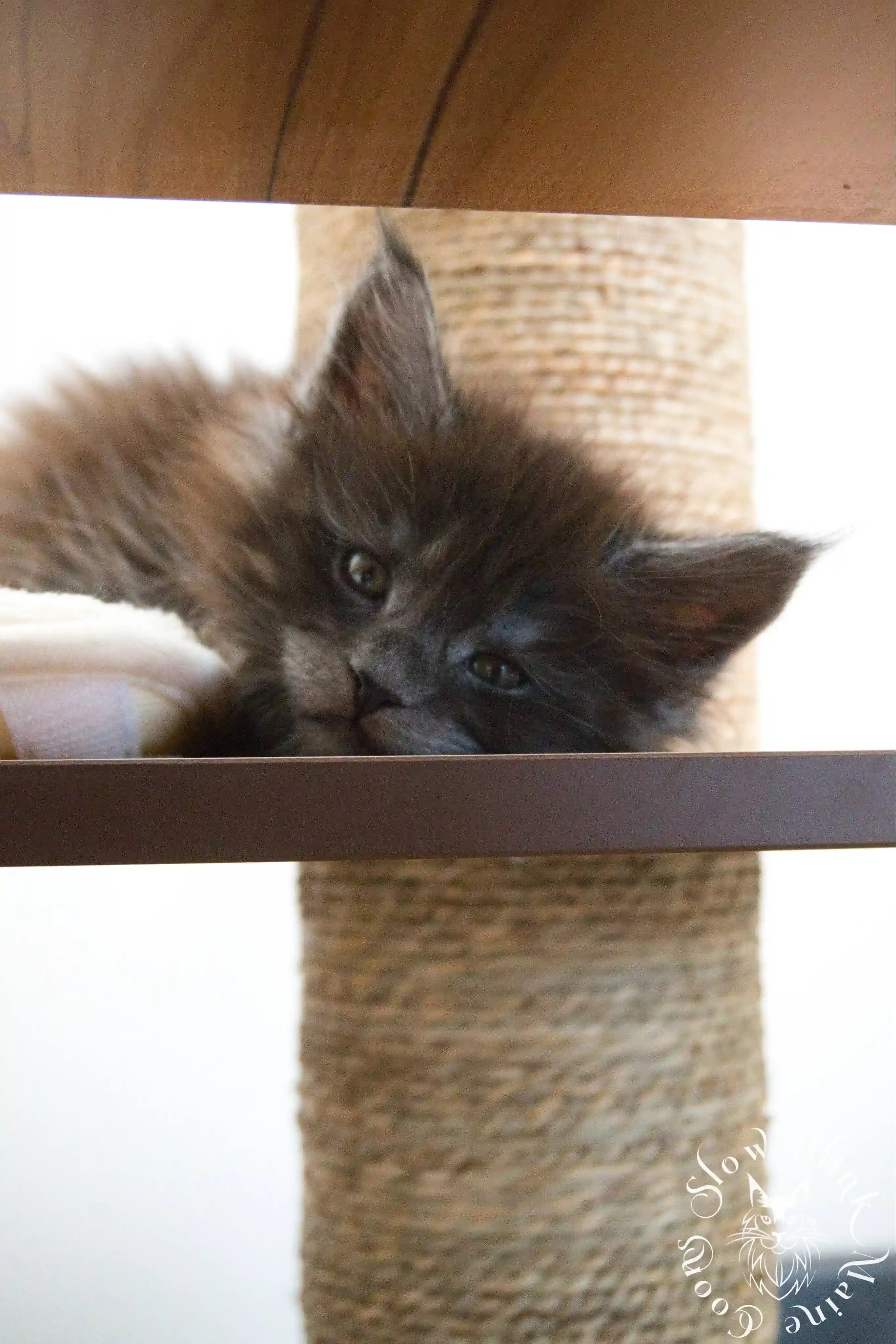 black smoke | maine coon kitten | ems code ns | slowblinkmainecoons Black Smoke Maine Coon Kittens > black smoke | maine coon kitten | ems code ns | slowblinkmainecoons | 1024