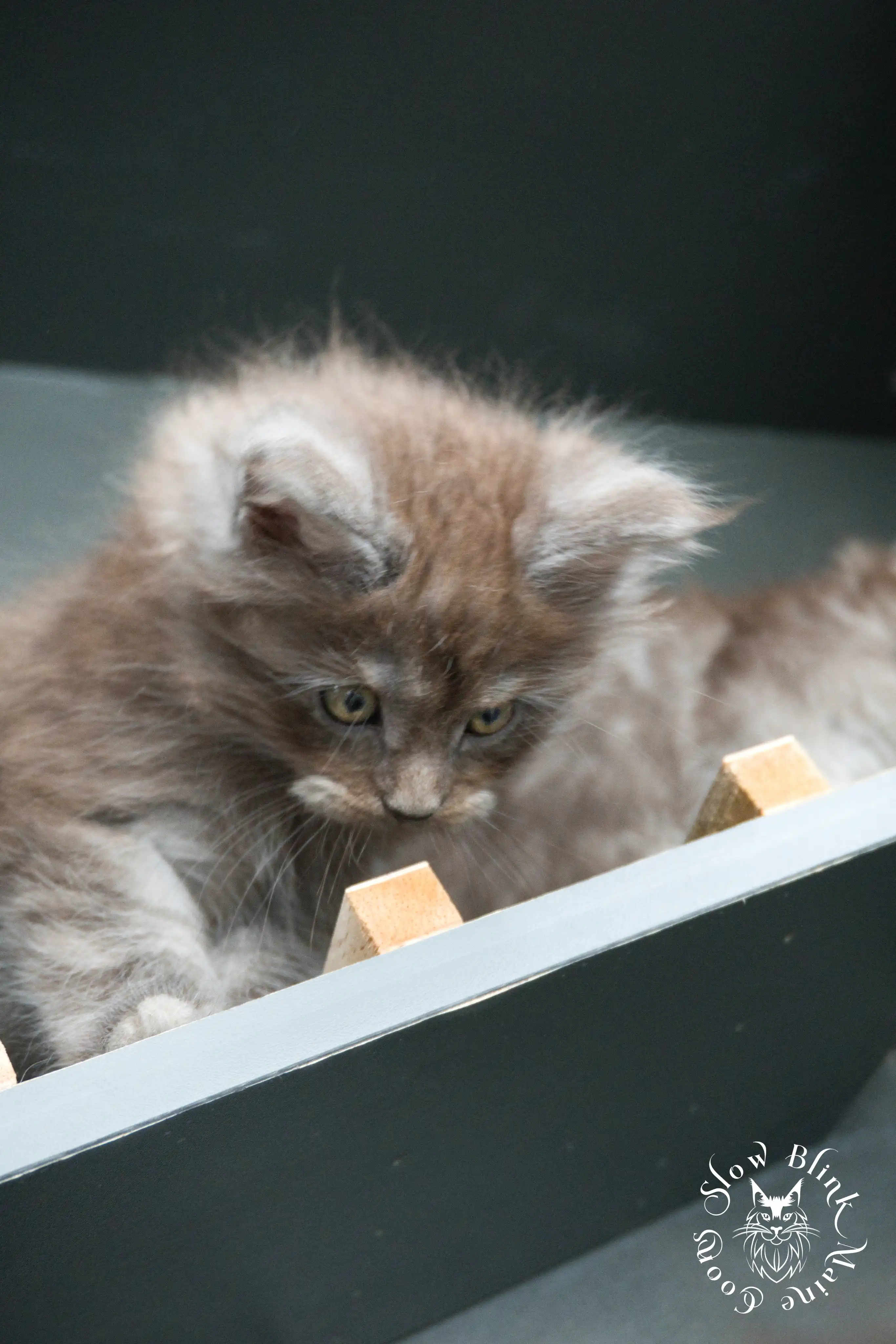 black smoke | maine coon kitten | ems code ns | slowblinkmainecoons Black Smoke Maine Coon Kittens > black smoke | maine coon kitten | ems code ns | slowblinkmainecoons | 436