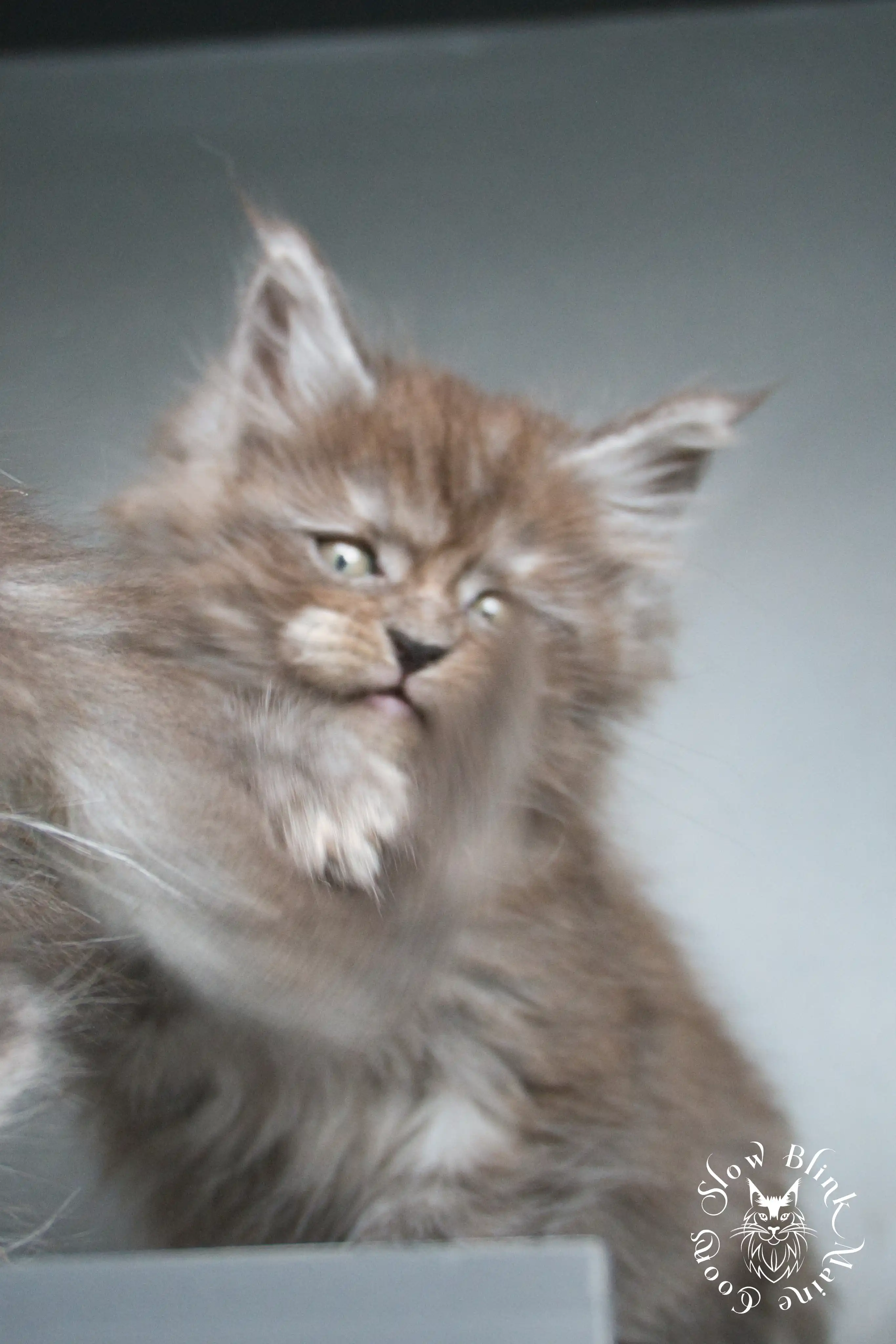 black smoke | maine coon kitten | ems code ns | slowblinkmainecoons Black Smoke Maine Coon Kittens > black smoke | maine coon kitten | ems code ns | slowblinkmainecoons | 437