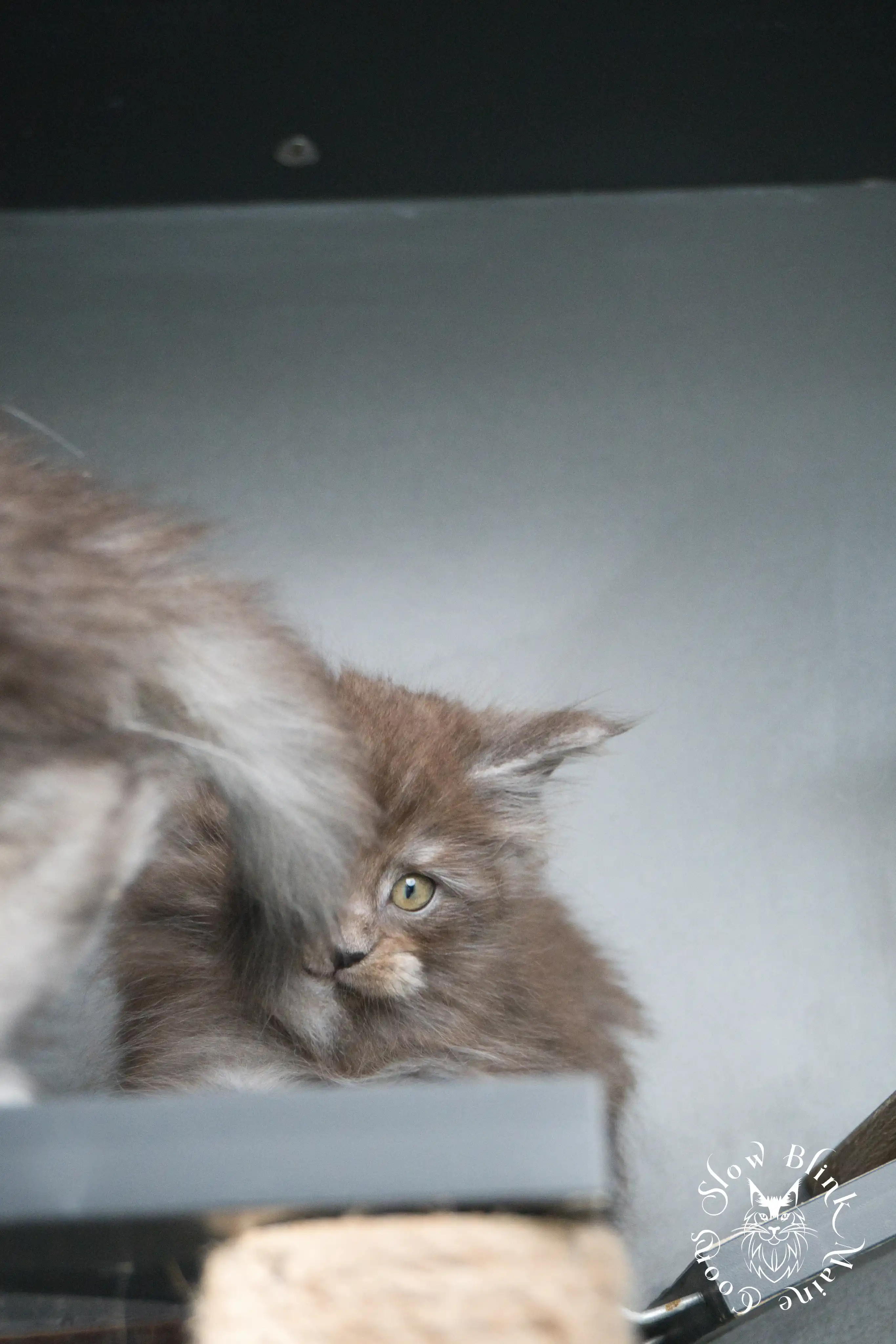 black smoke | maine coon kitten | ems code ns | slowblinkmainecoons Black Smoke Maine Coon Kittens > black smoke | maine coon kitten | ems code ns | slowblinkmainecoons | 438