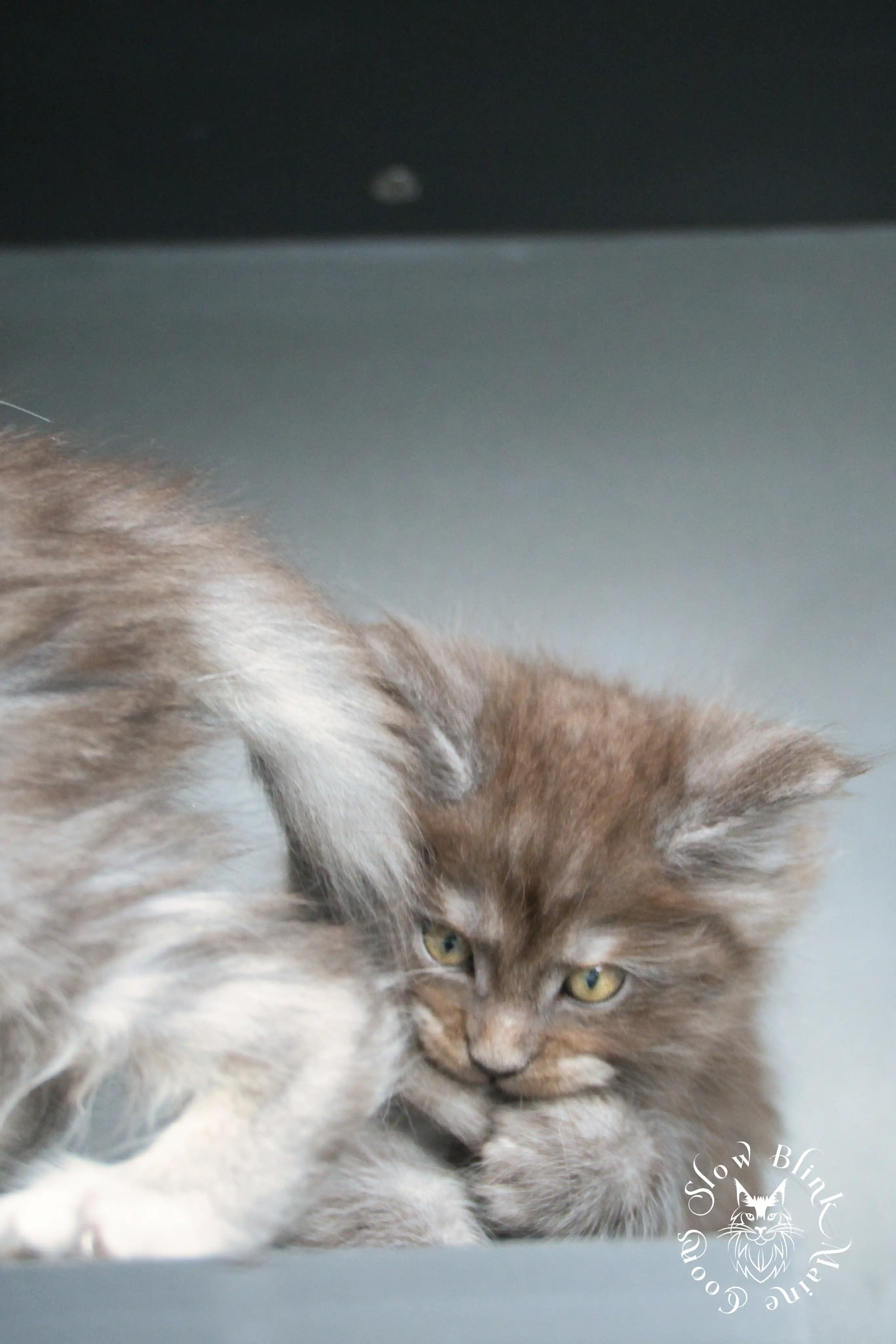 black smoke | maine coon kitten | ems code ns | slowblinkmainecoons Black Smoke Maine Coon Kittens > black smoke | maine coon kitten | ems code ns | slowblinkmainecoons | 439