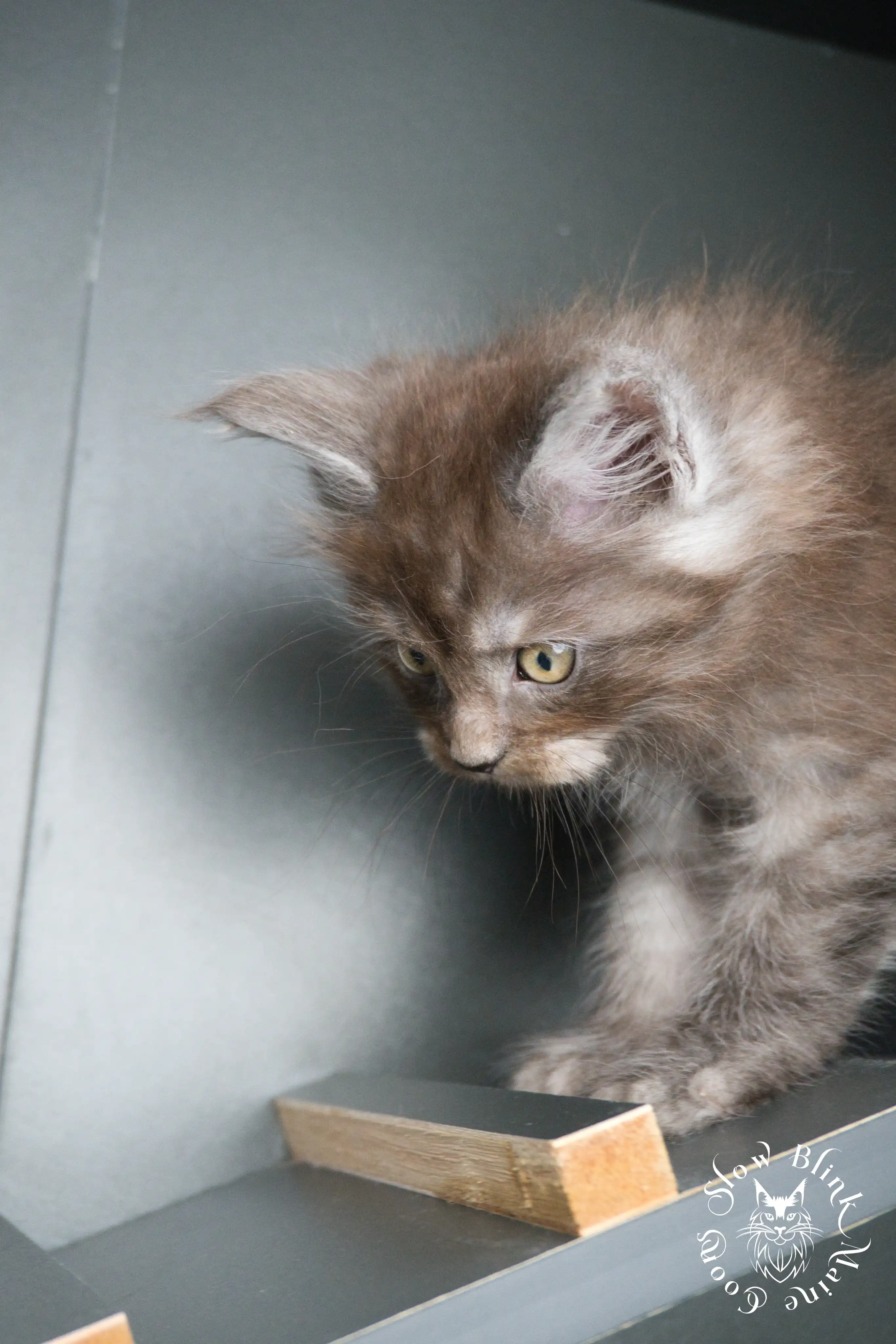 black smoke | maine coon kitten | ems code ns | slowblinkmainecoons Black Smoke Maine Coon Kittens > black smoke | maine coon kitten | ems code ns | slowblinkmainecoons | 440