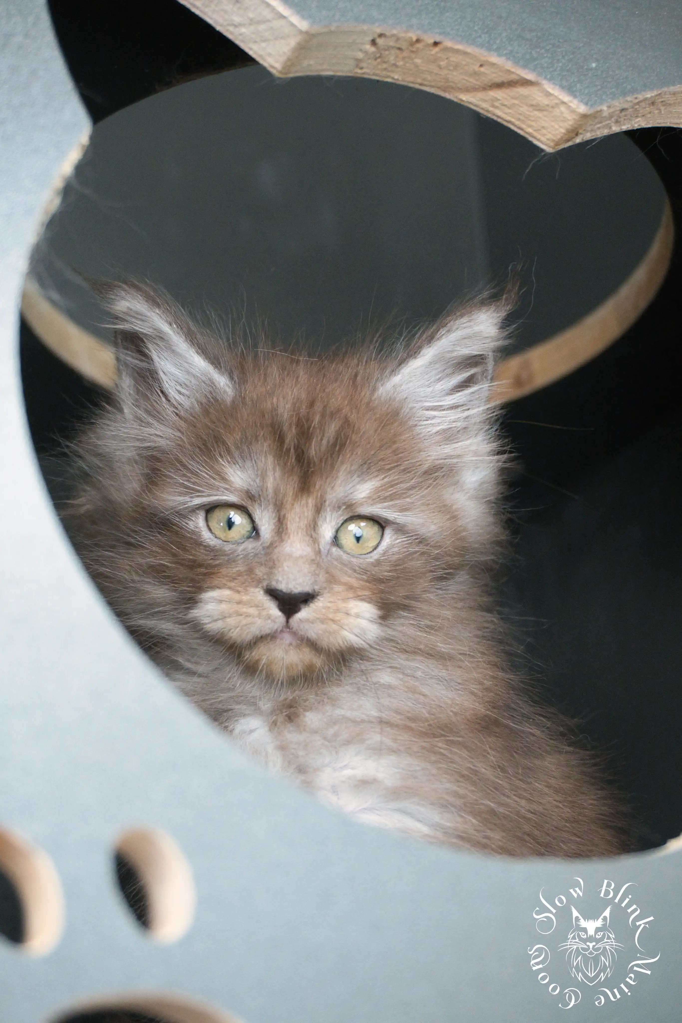 black smoke | maine coon kitten | ems code ns | slowblinkmainecoons Black Smoke Maine Coon Kittens > black smoke | maine coon kitten | ems code ns | slowblinkmainecoons | 441