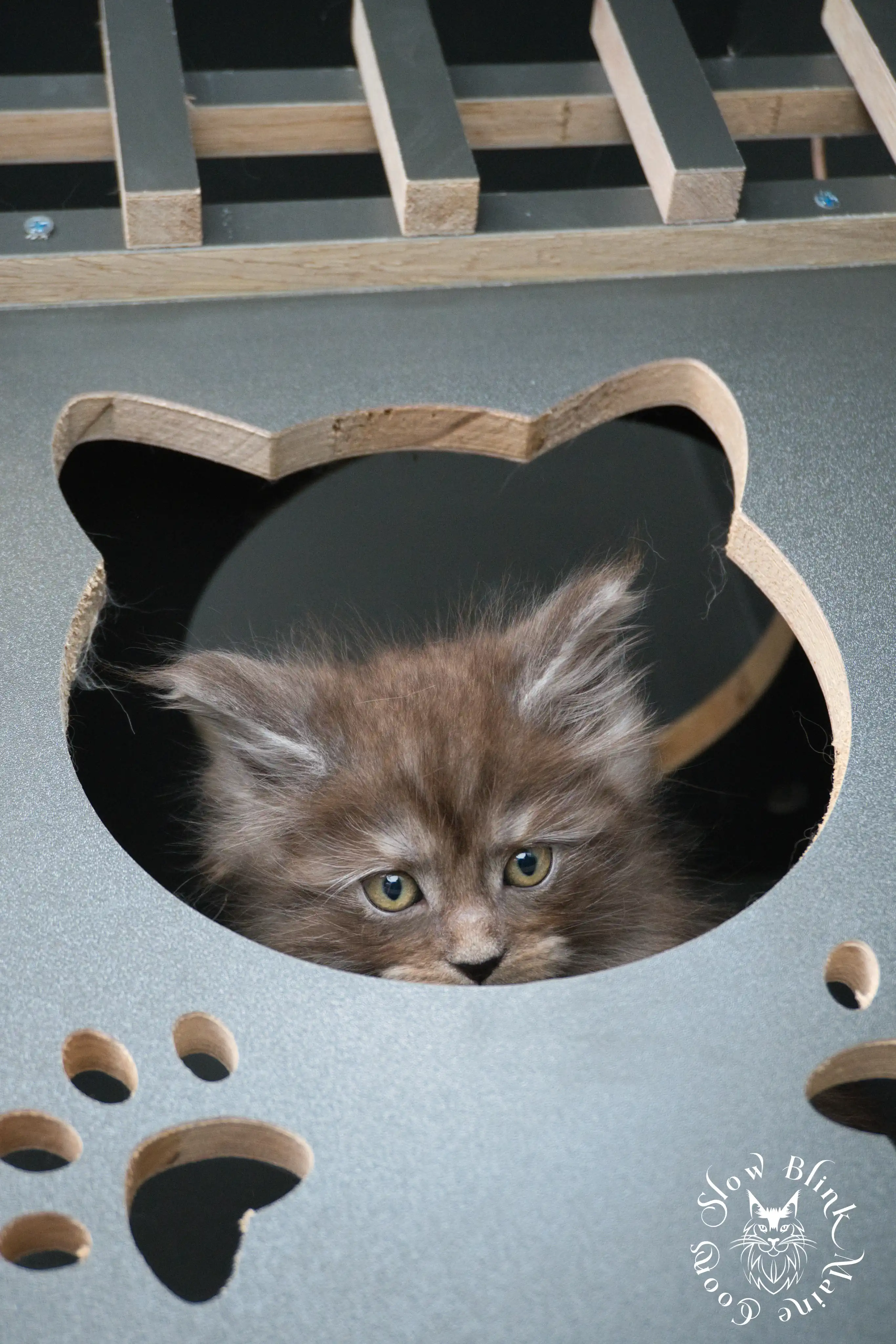 black smoke | maine coon kitten | ems code ns | slowblinkmainecoons Black Smoke Maine Coon Kittens > black smoke | maine coon kitten | ems code ns | slowblinkmainecoons | 442