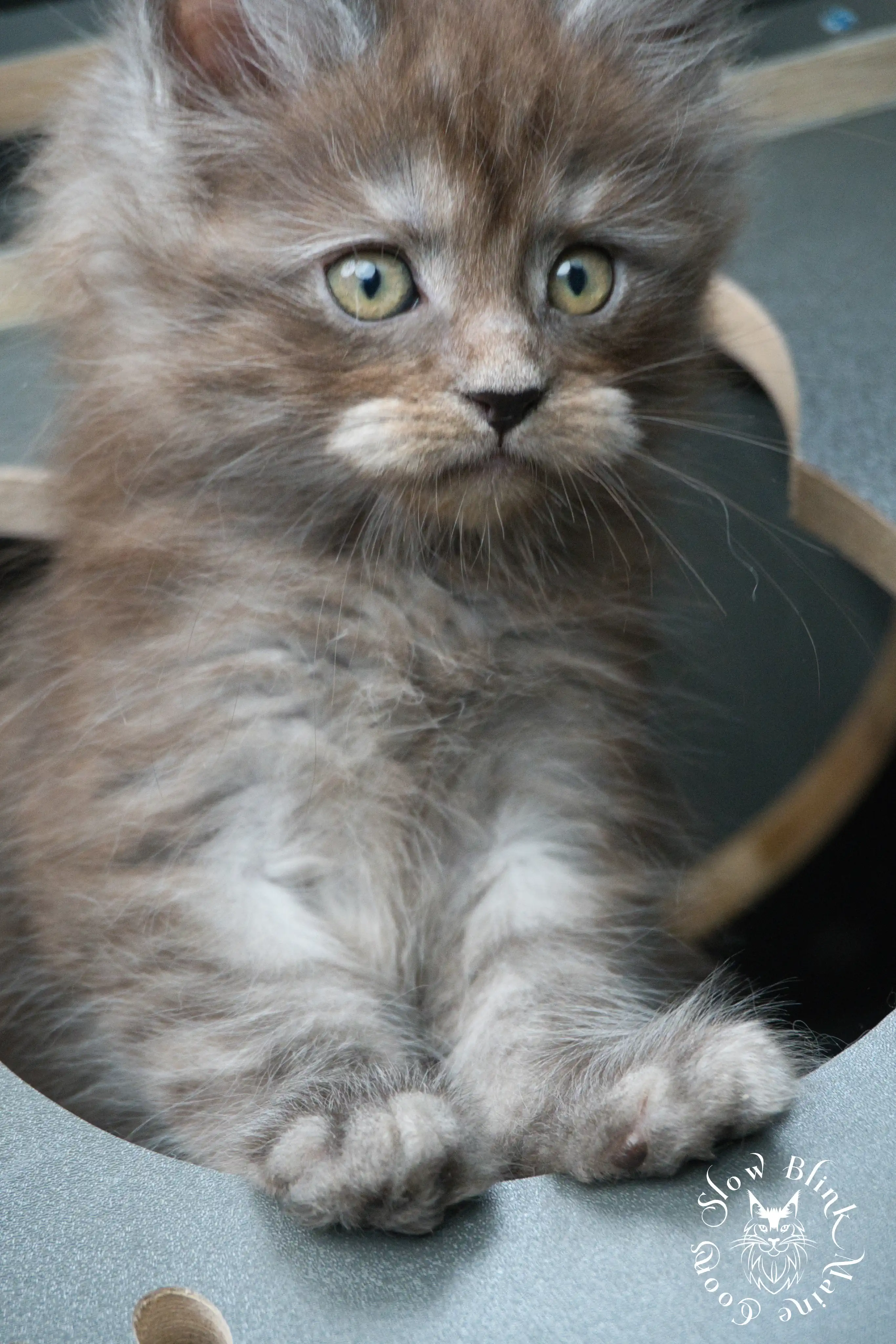 black smoke | maine coon kitten | ems code ns | slowblinkmainecoons Black Smoke Maine Coon Kittens > black smoke | maine coon kitten | ems code ns | slowblinkmainecoons | 443