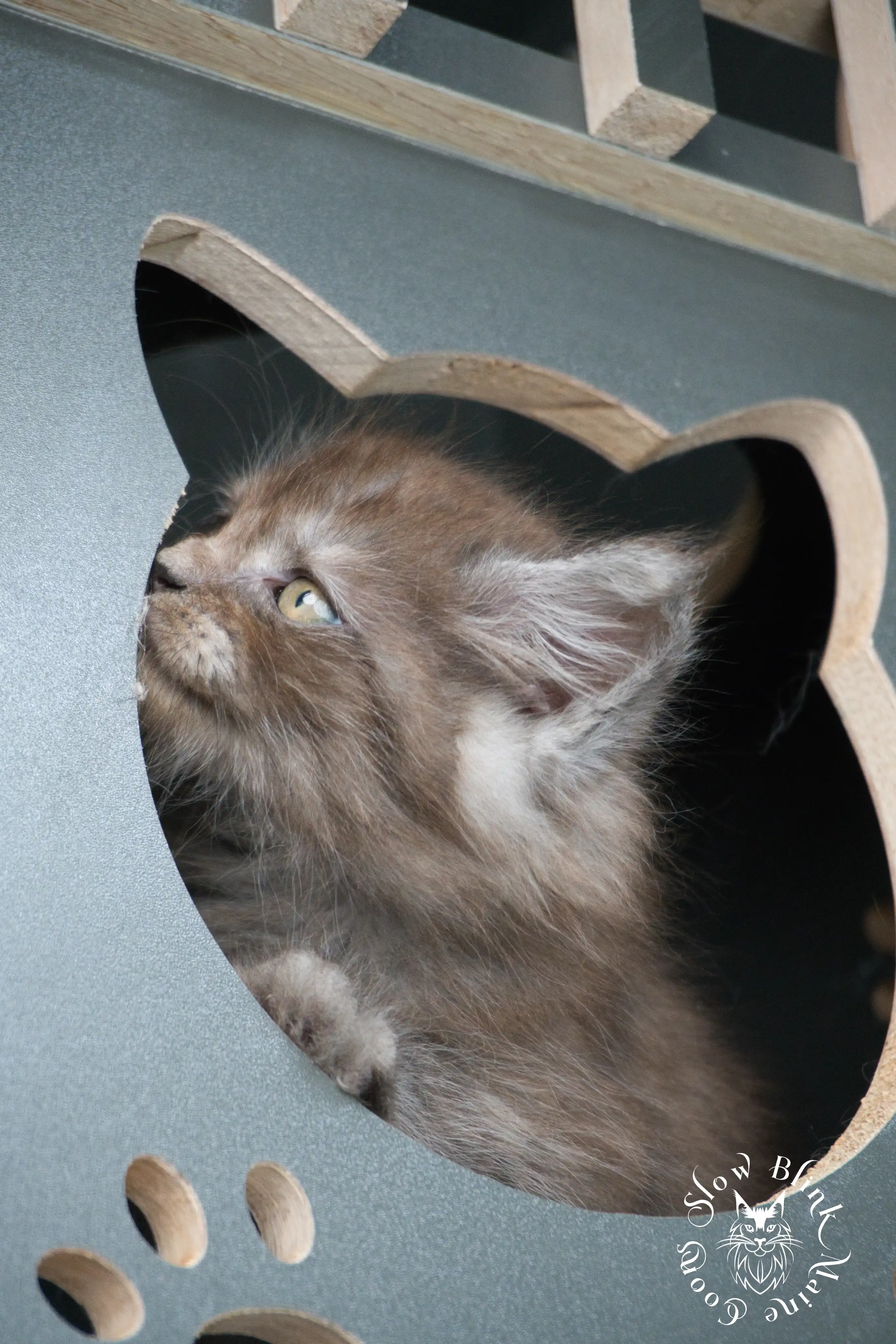 black smoke | maine coon kitten | ems code ns | slowblinkmainecoons Black Smoke Maine Coon Kittens > black smoke | maine coon kitten | ems code ns | slowblinkmainecoons | 444