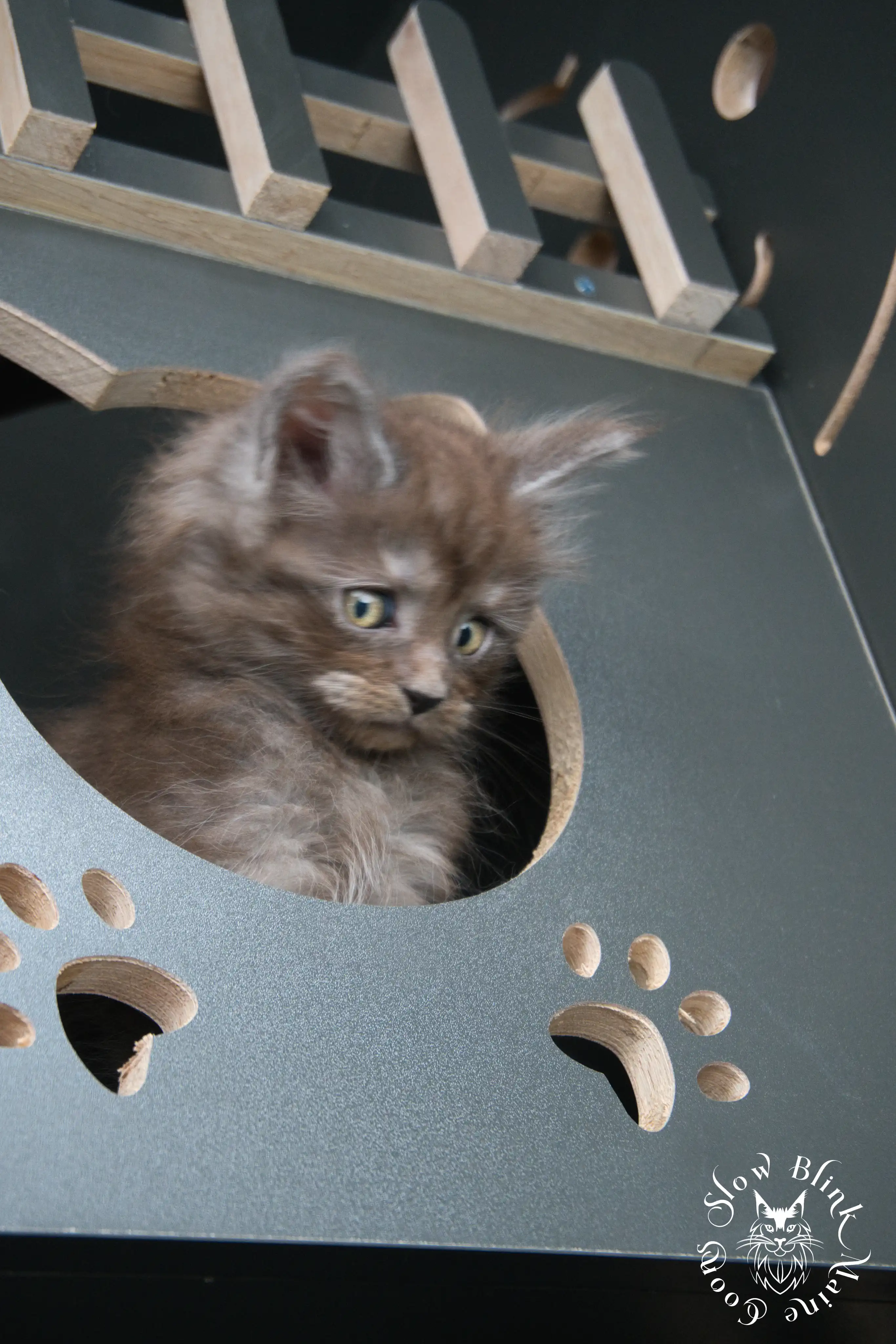 black smoke | maine coon kitten | ems code ns | slowblinkmainecoons Black Smoke Maine Coon Kittens > black smoke | maine coon kitten | ems code ns | slowblinkmainecoons | 445