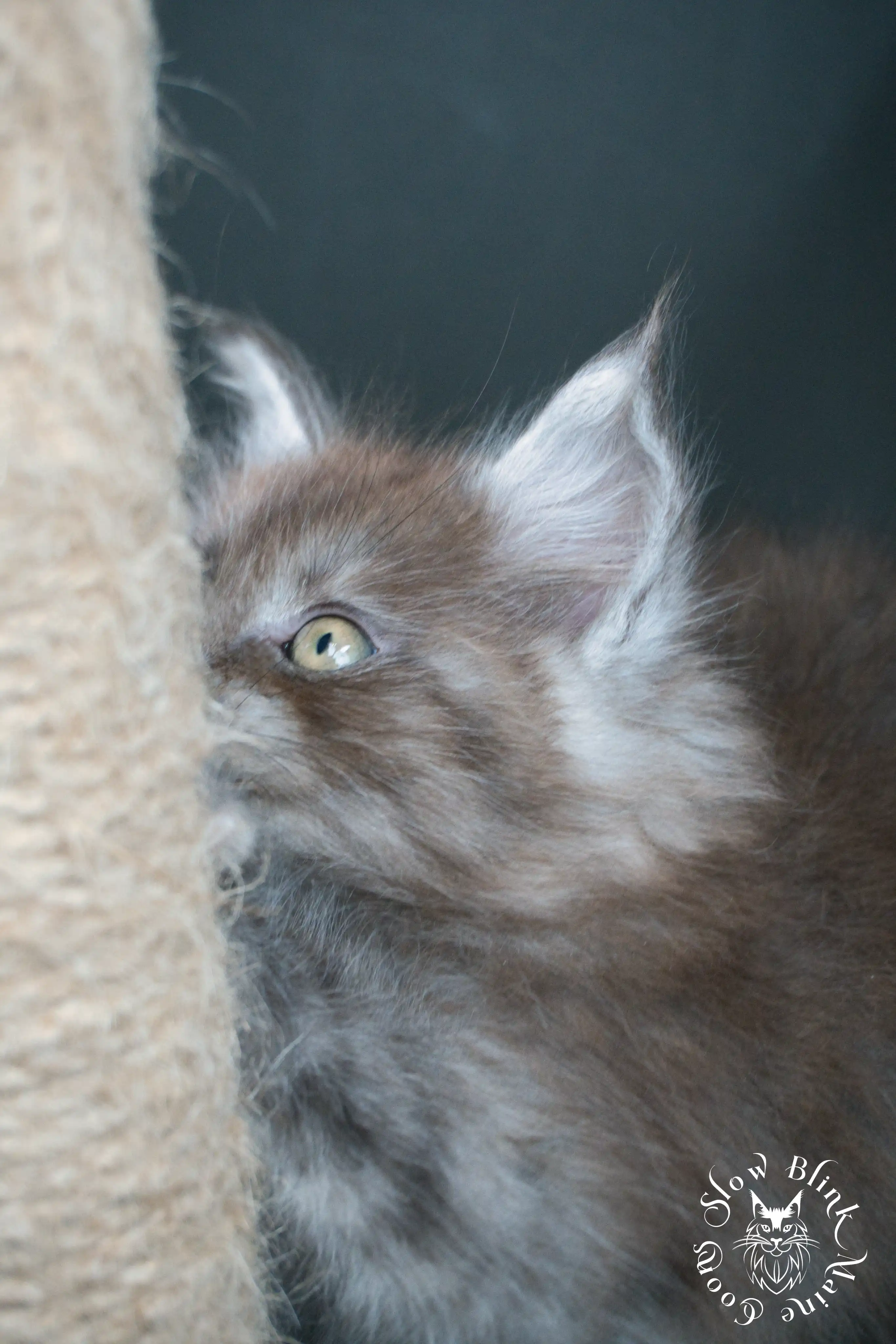 black smoke | maine coon kitten | ems code ns | slowblinkmainecoons Black Smoke Maine Coon Kittens > black smoke | maine coon kitten | ems code ns | slowblinkmainecoons | 446