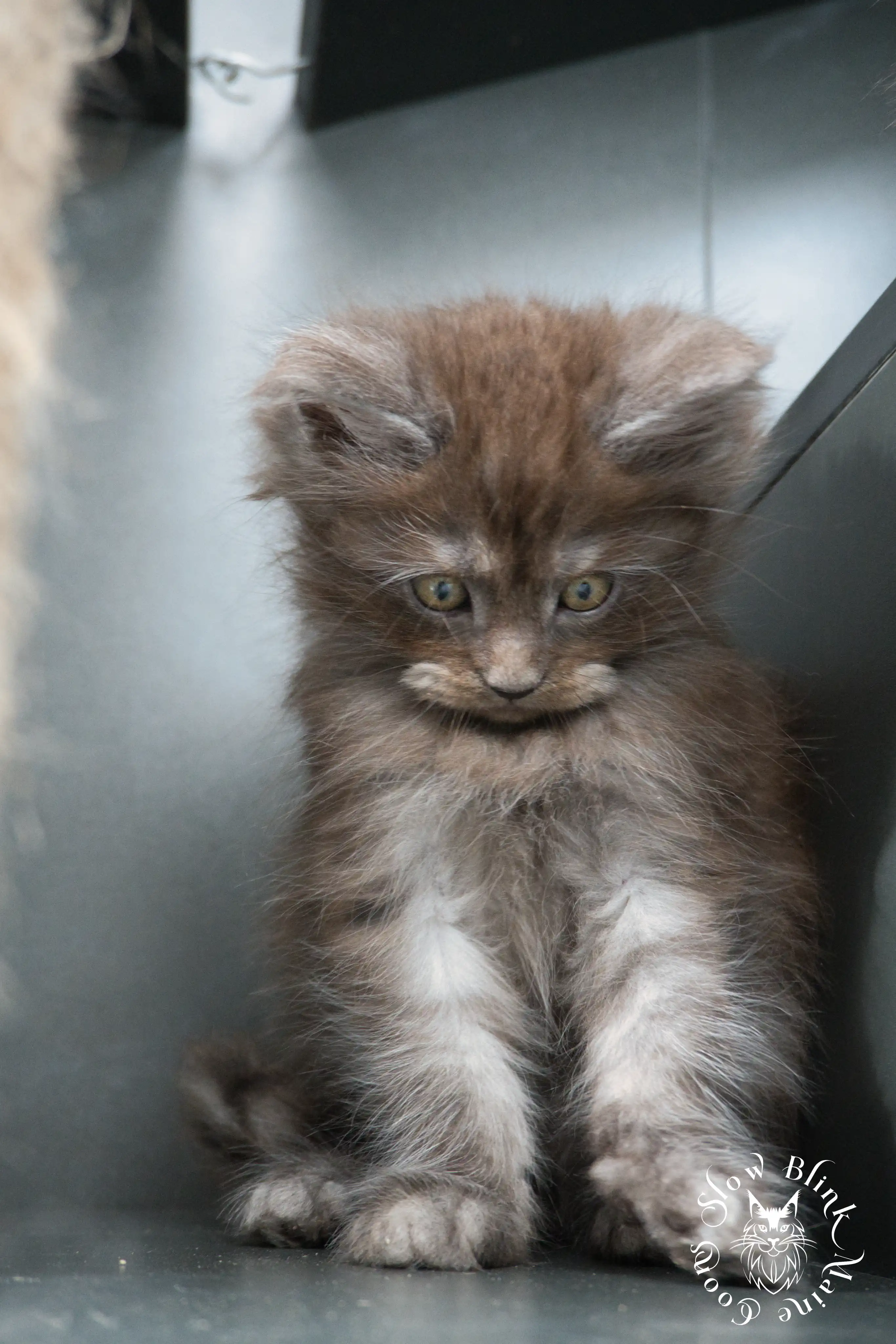 black smoke | maine coon kitten | ems code ns | slowblinkmainecoons Black Smoke Maine Coon Kittens > black smoke | maine coon kitten | ems code ns | slowblinkmainecoons | 447