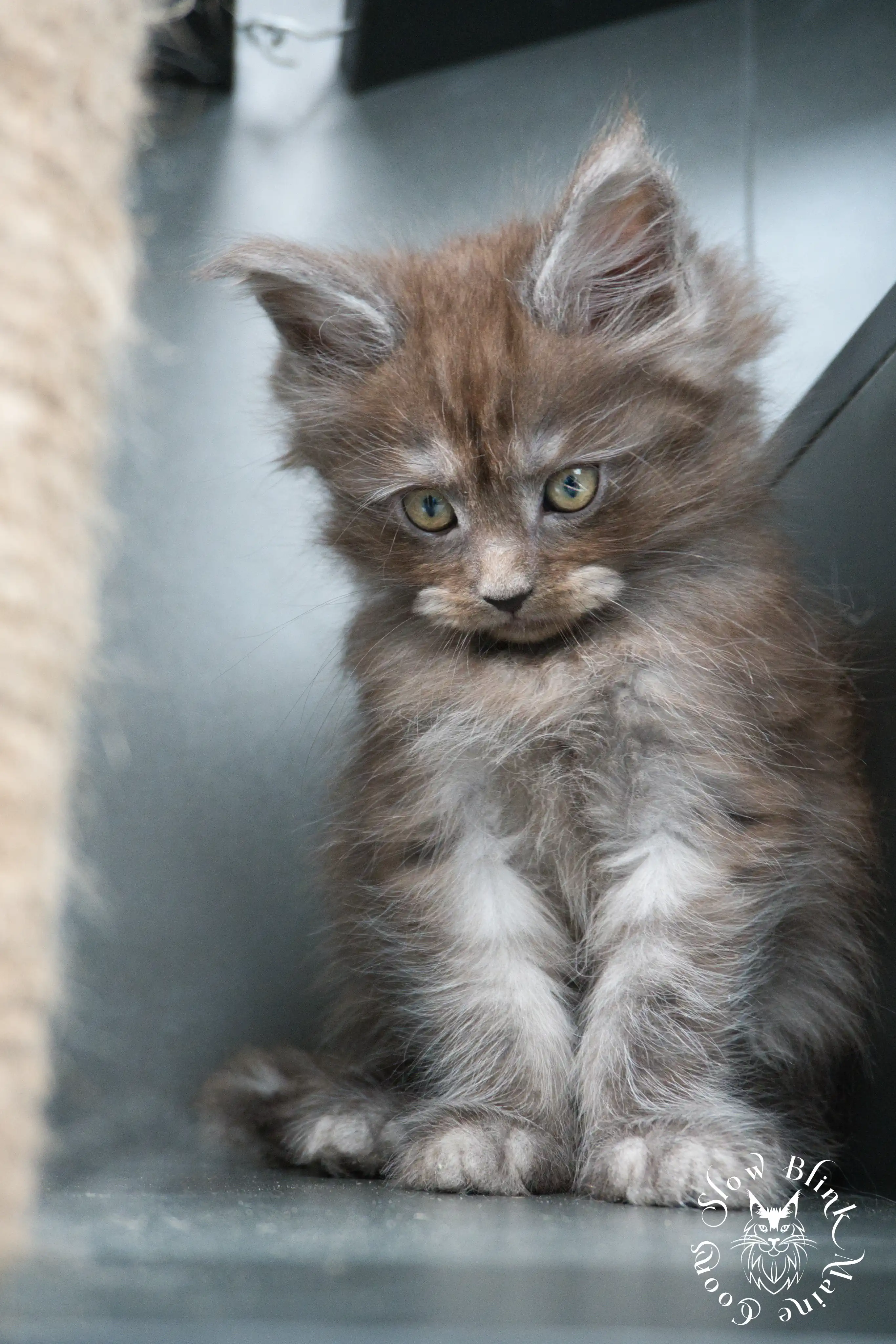 black smoke | maine coon kitten | ems code ns | slowblinkmainecoons Black Smoke Maine Coon Kittens > black smoke | maine coon kitten | ems code ns | slowblinkmainecoons | 448