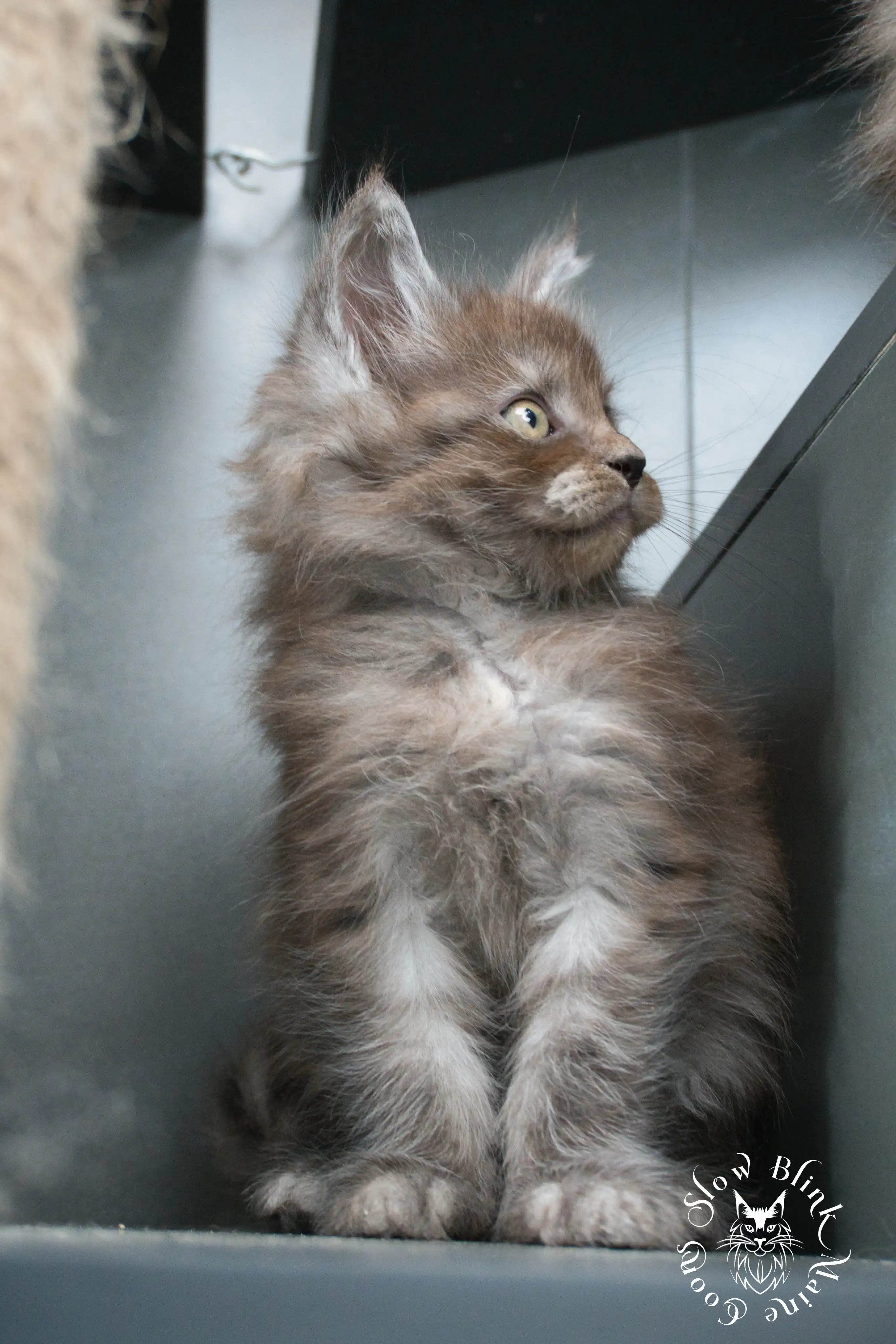 black smoke | maine coon kitten | ems code ns | slowblinkmainecoons Black Smoke Maine Coon Kittens > black smoke | maine coon kitten | ems code ns | slowblinkmainecoons | 449