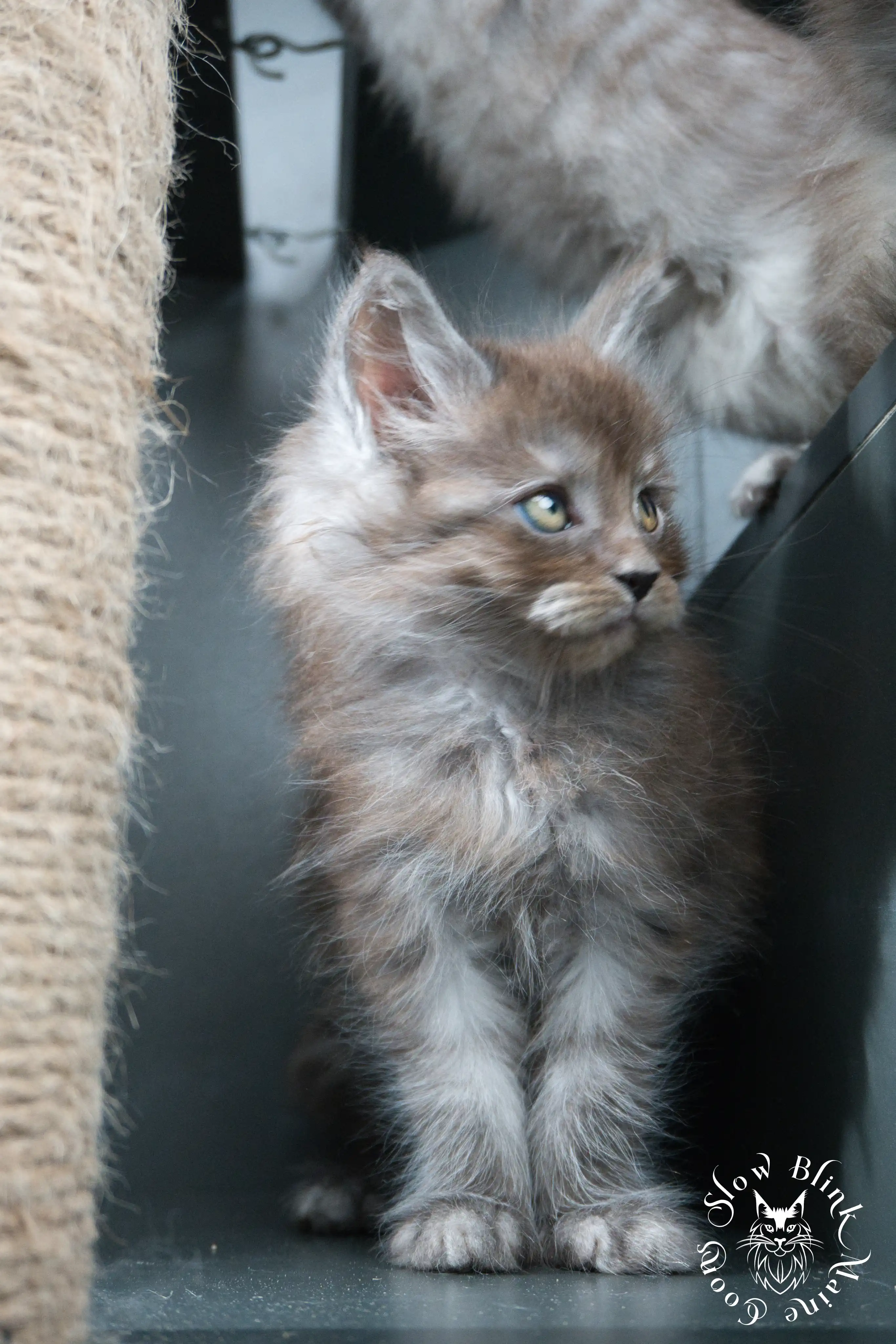 black smoke | maine coon kitten | ems code ns | slowblinkmainecoons Black Smoke Maine Coon Kittens > black smoke | maine coon kitten | ems code ns | slowblinkmainecoons | 450
