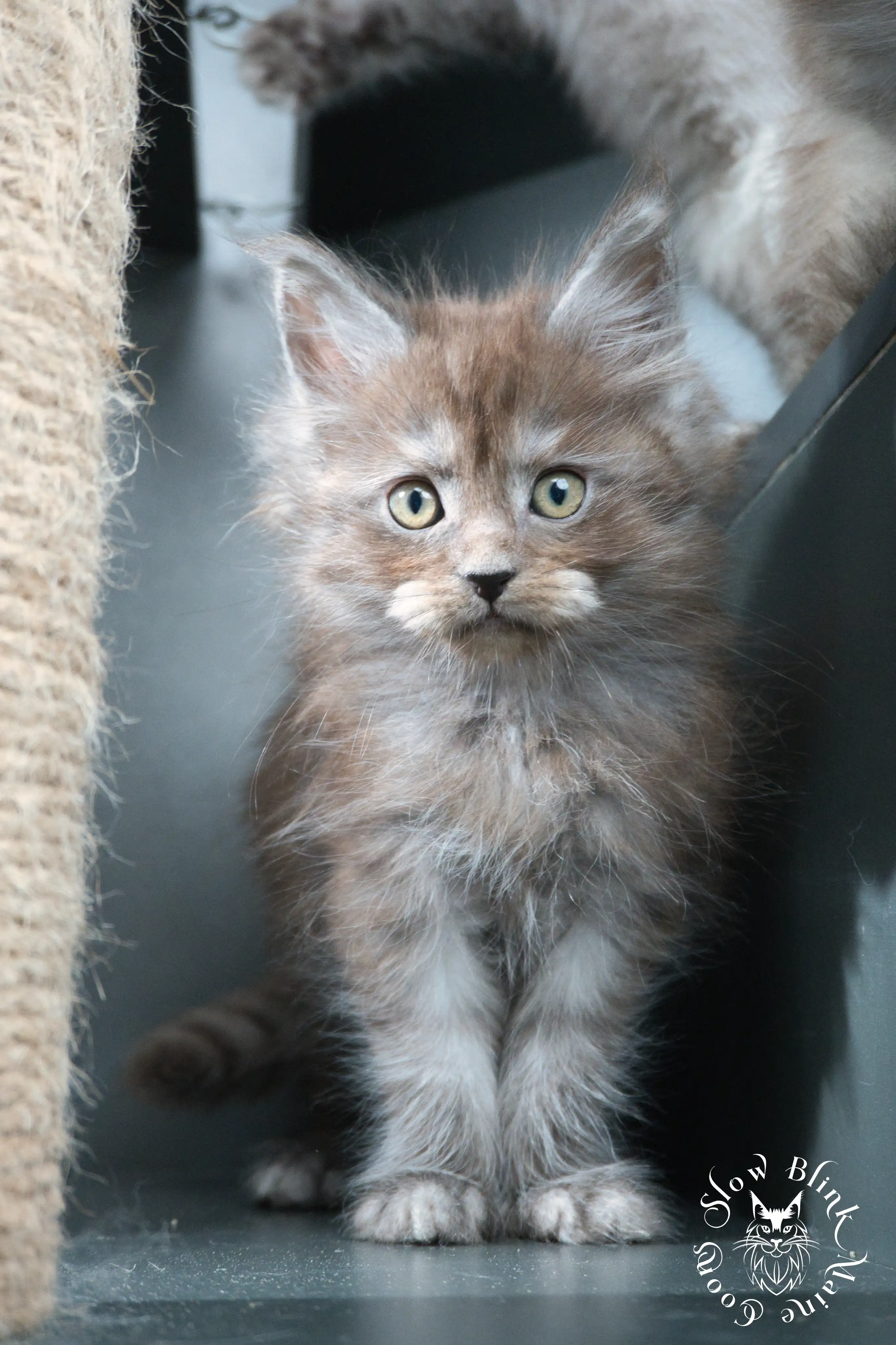 black smoke | maine coon kitten | ems code ns | slowblinkmainecoons Black Smoke Maine Coon Kittens > black smoke | maine coon kitten | ems code ns | slowblinkmainecoons | 451