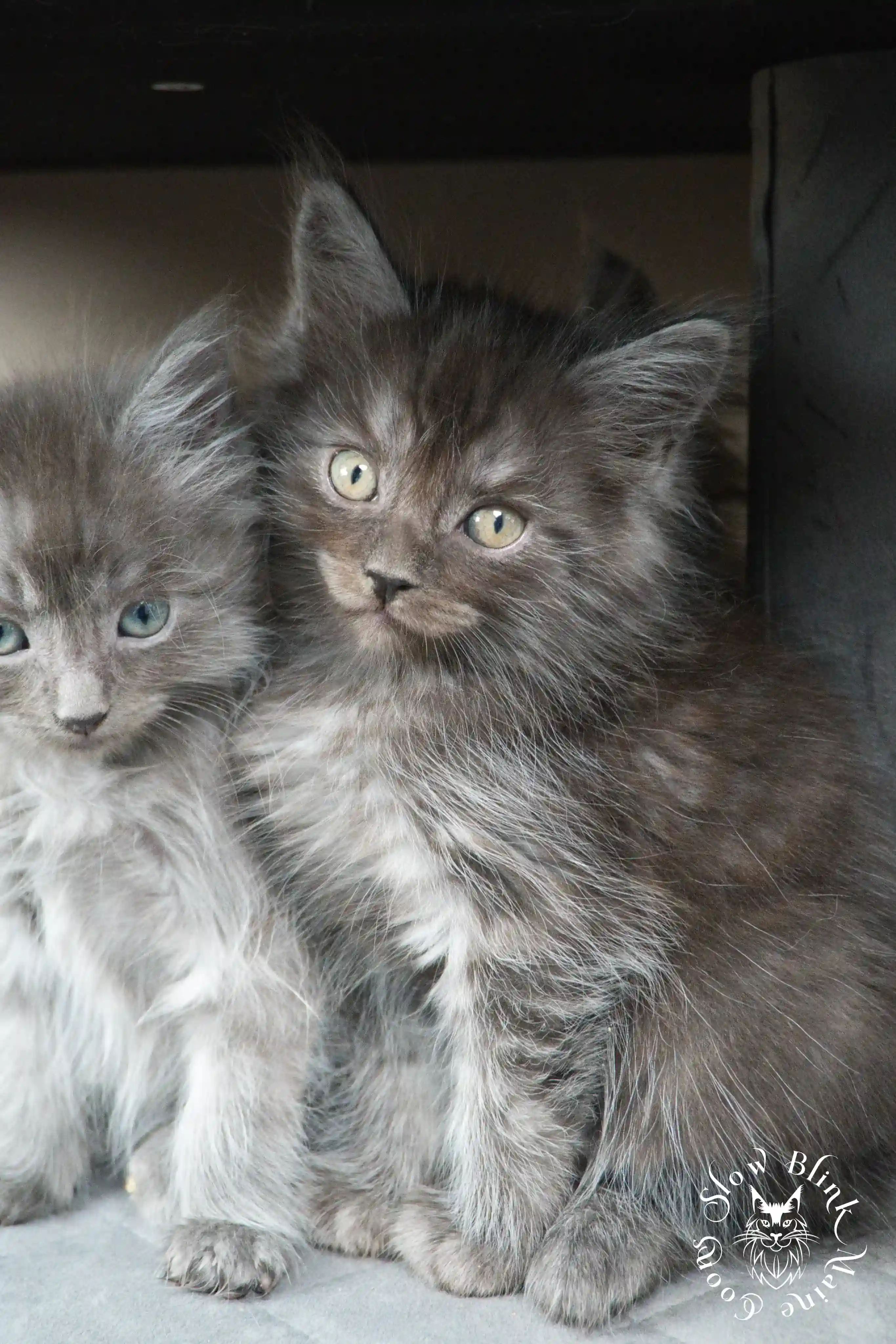 black smoke | maine coon kitten | ems code ns | slowblinkmainecoons Black Smoke Maine Coon Kittens > black smoke | maine coon kitten | ems code ns | slowblinkmainecoons | 461