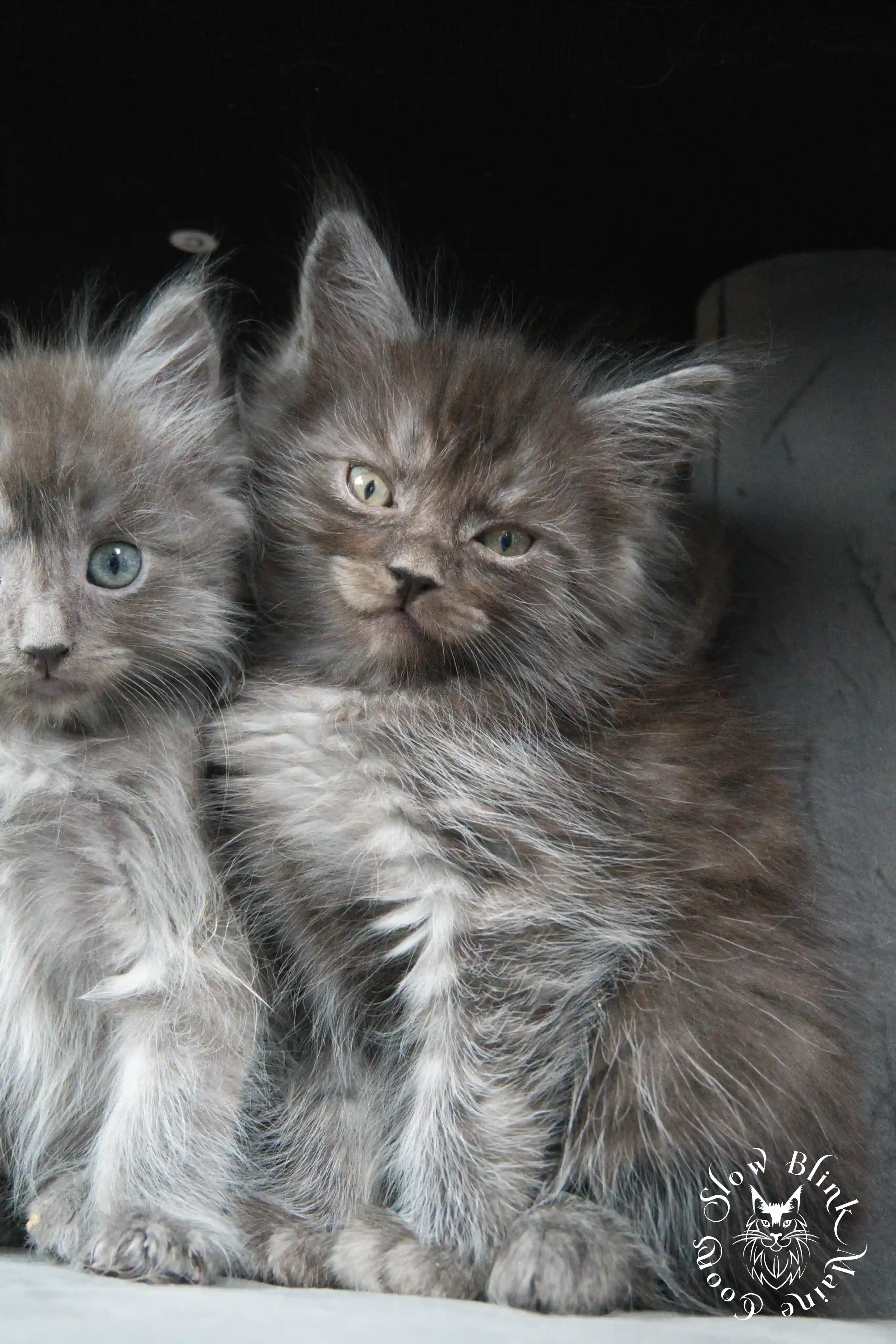 black smoke | maine coon kitten | ems code ns | slowblinkmainecoons Black Smoke Maine Coon Kittens > black smoke | maine coon kitten | ems code ns | slowblinkmainecoons | 462