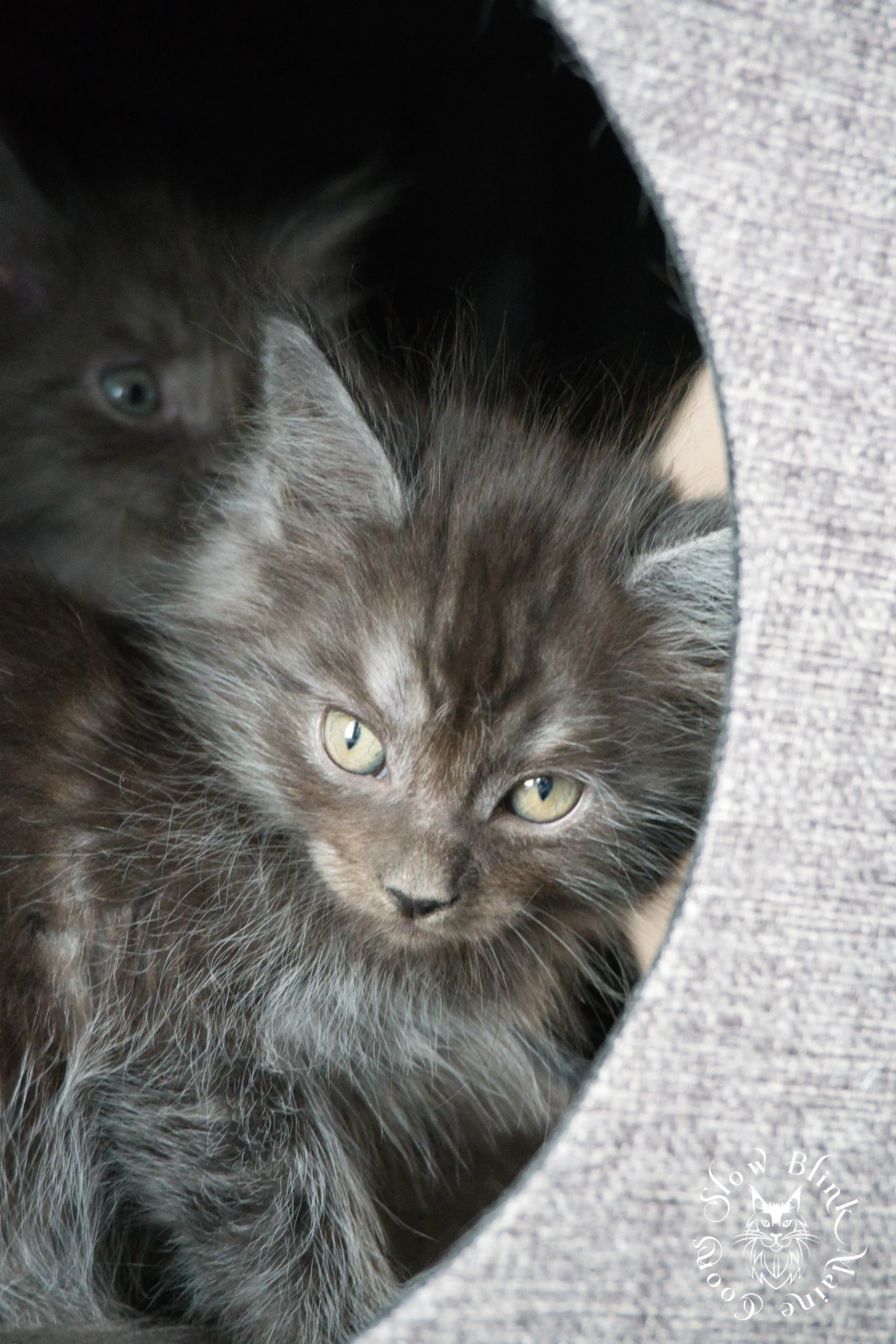 black smoke | maine coon kitten | ems code ns | slowblinkmainecoons Black Smoke Maine Coon Kittens > black smoke | maine coon kitten | ems code ns | slowblinkmainecoons | 463