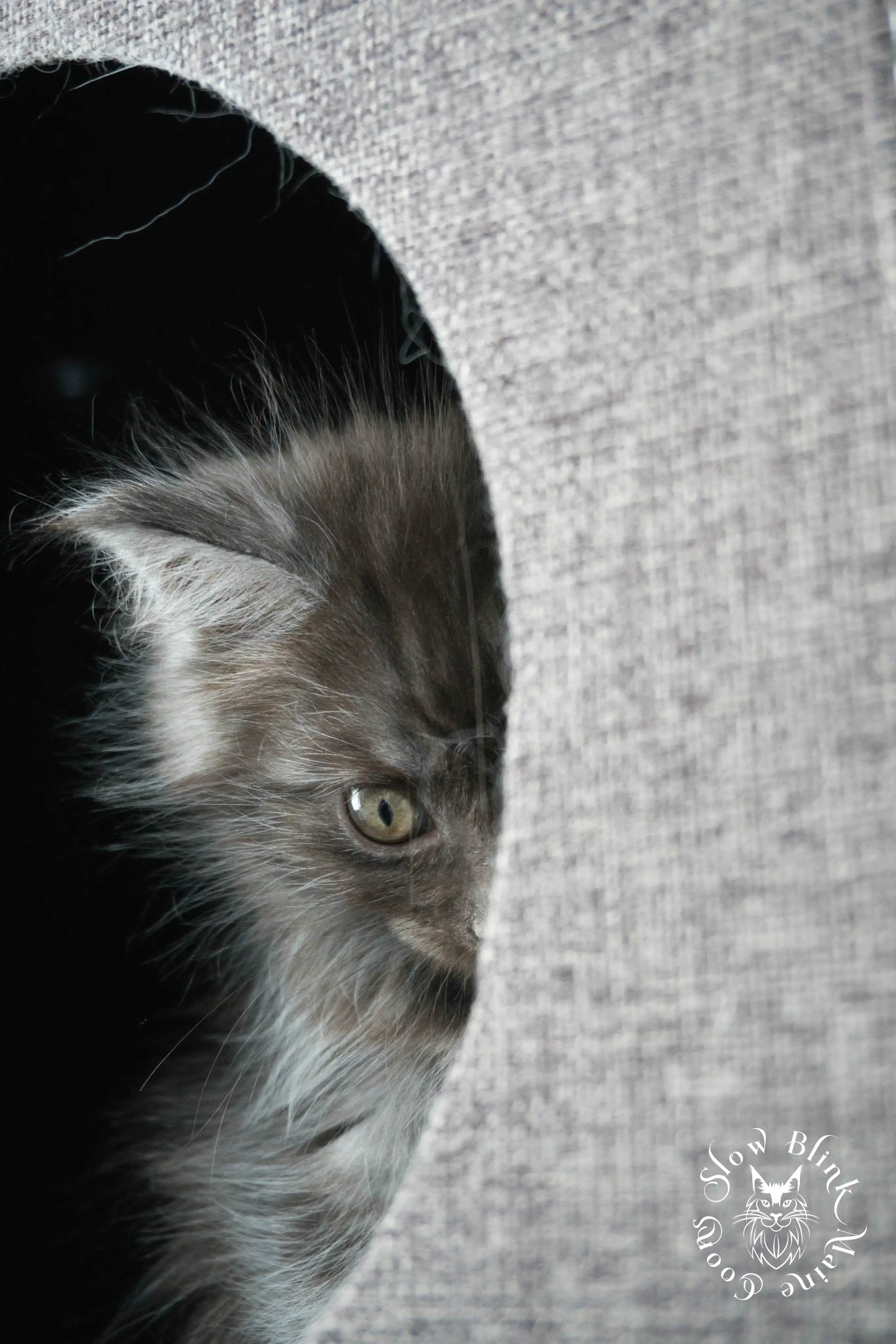 black smoke | maine coon kitten | ems code ns | slowblinkmainecoons Black Smoke Maine Coon Kittens > black smoke | maine coon kitten | ems code ns | slowblinkmainecoons | 464