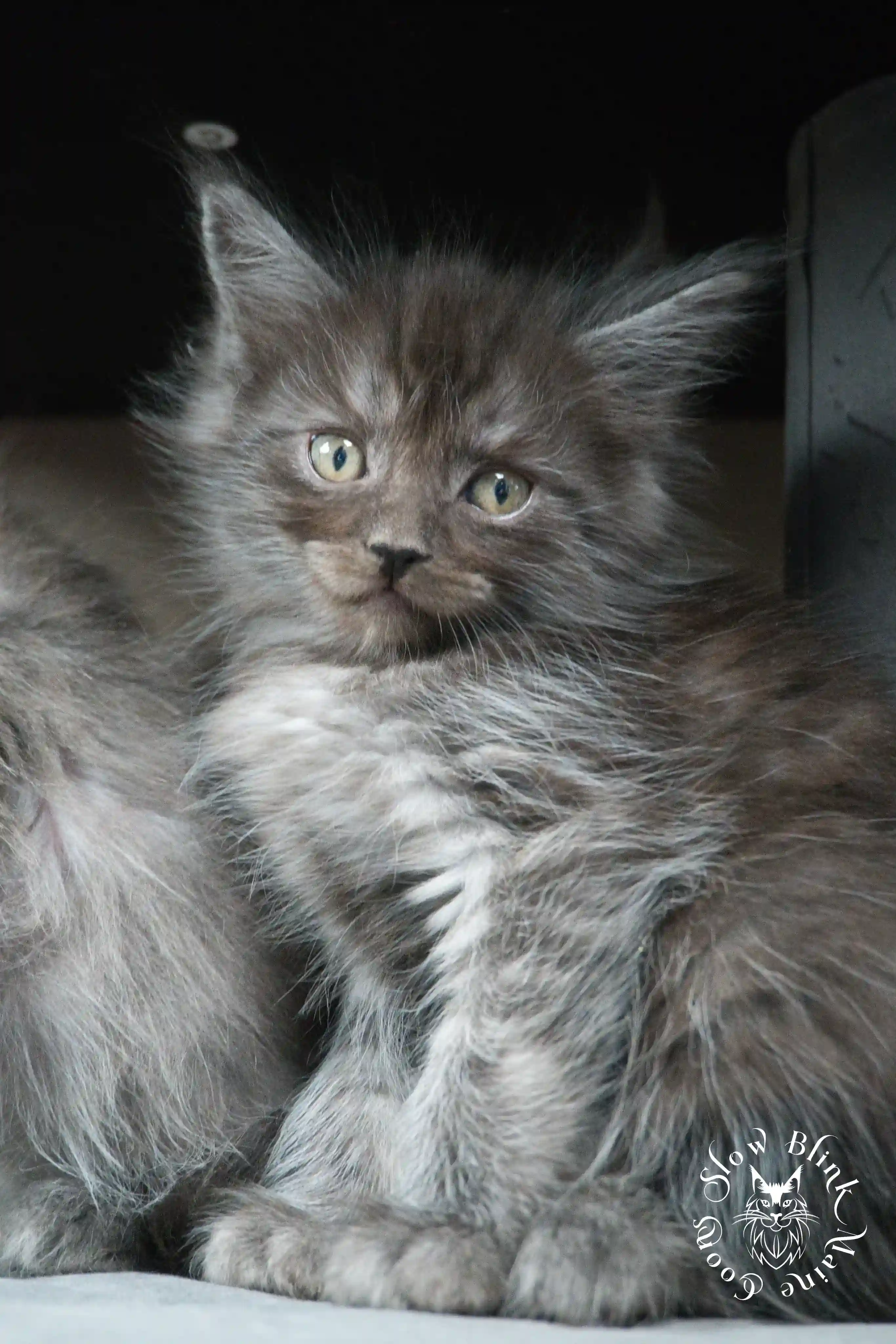 black smoke | maine coon kitten | ems code ns | slowblinkmainecoons Black Smoke Maine Coon Kittens > black smoke | maine coon kitten | ems code ns | slowblinkmainecoons | 465