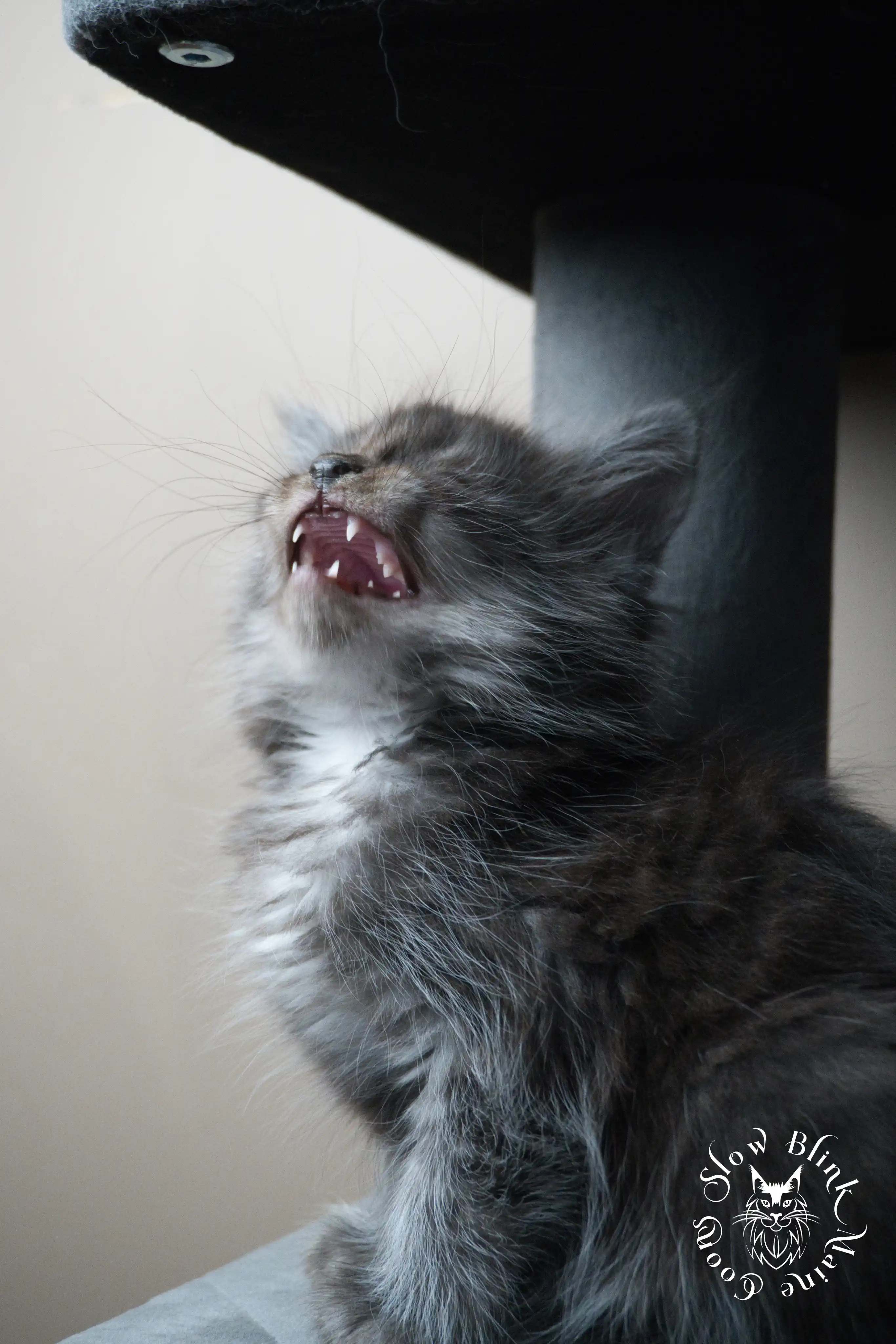 black smoke | maine coon kitten | ems code ns | slowblinkmainecoons Black Smoke Maine Coon Kittens > black smoke | maine coon kitten | ems code ns | slowblinkmainecoons | 466
