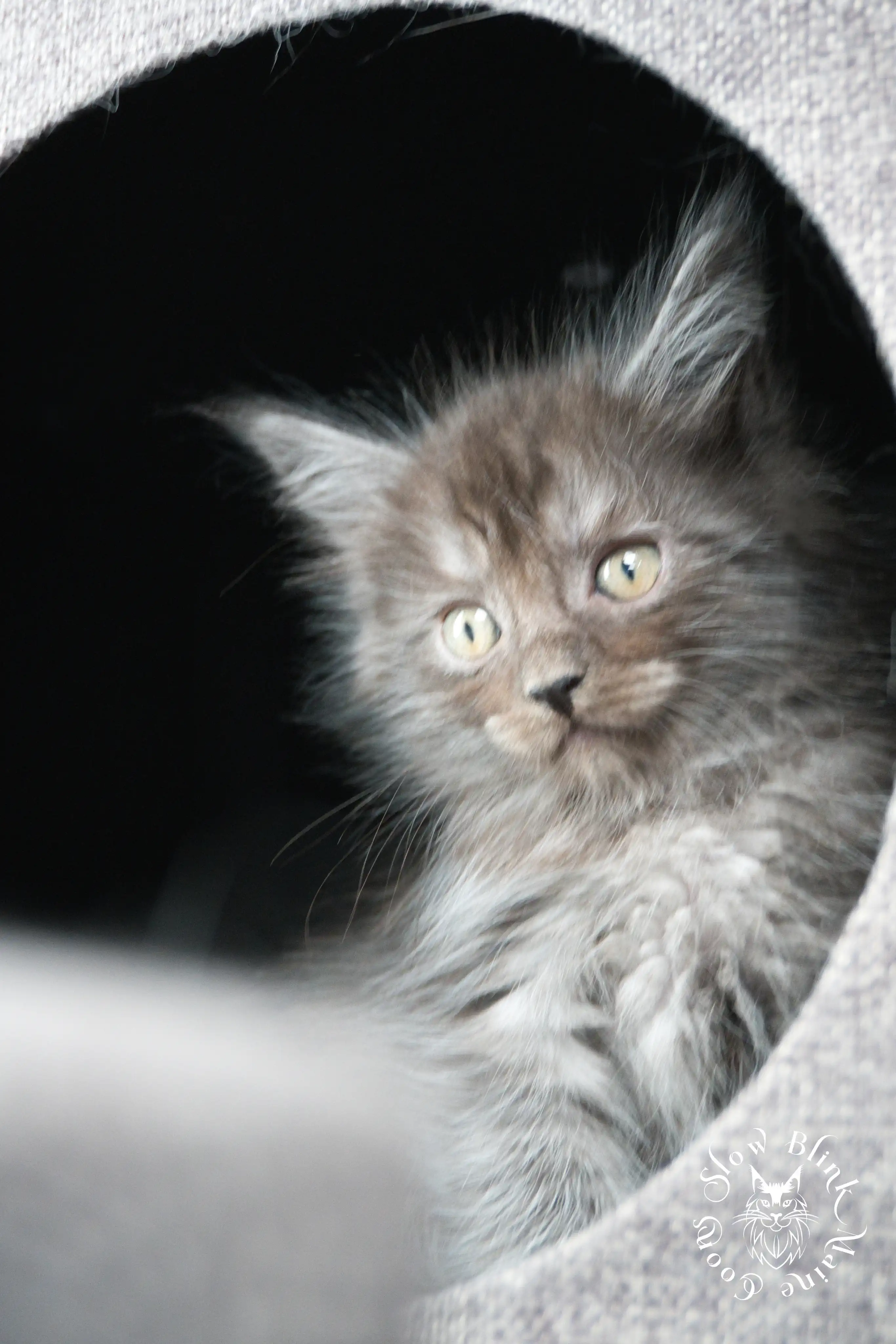 black smoke | maine coon kitten | ems code ns | slowblinkmainecoons Black Smoke Maine Coon Kittens > black smoke | maine coon kitten | ems code ns | slowblinkmainecoons | 468