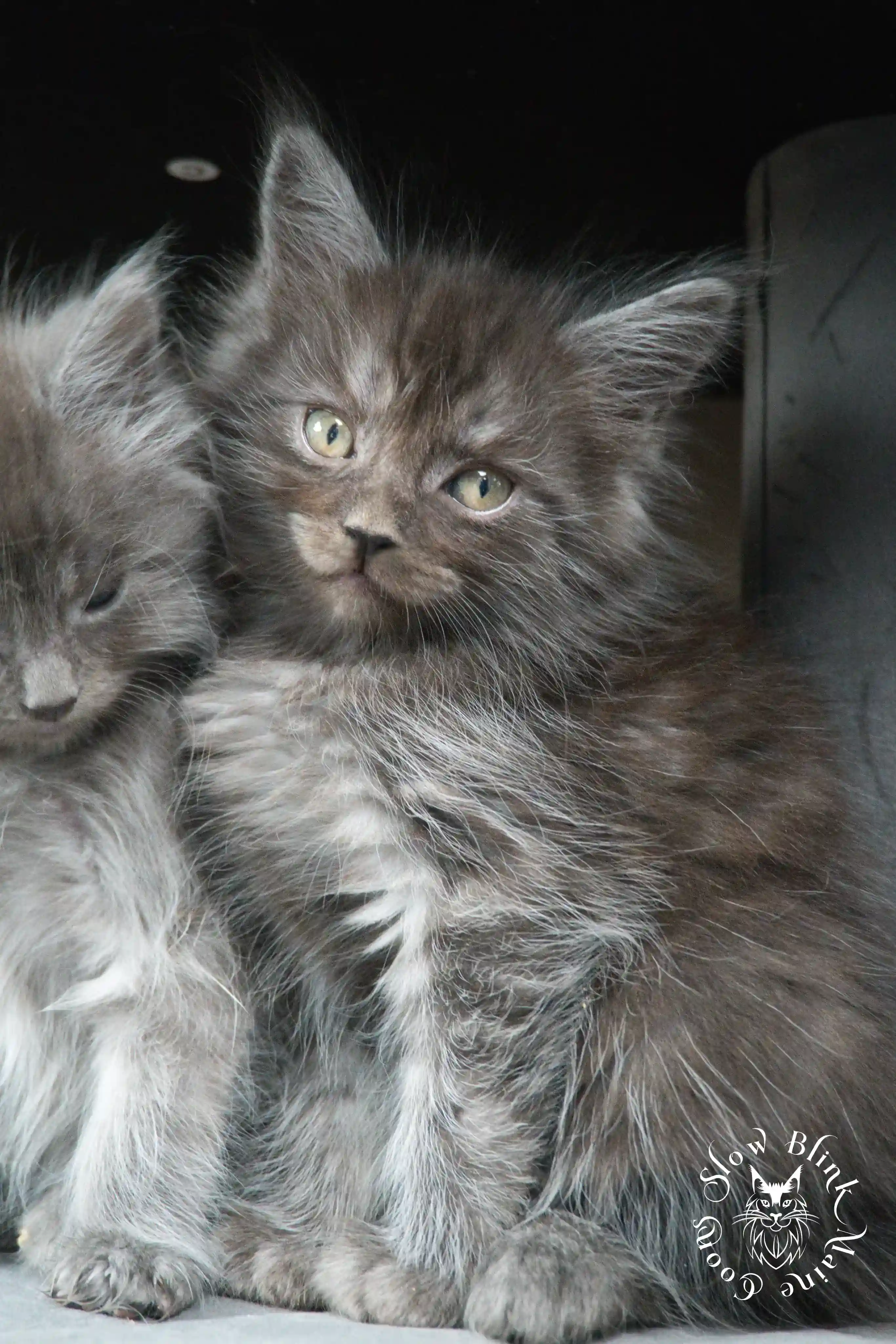 black smoke | maine coon kitten | ems code ns | slowblinkmainecoons Black Smoke Maine Coon Kittens > black smoke | maine coon kitten | ems code ns | slowblinkmainecoons | 469