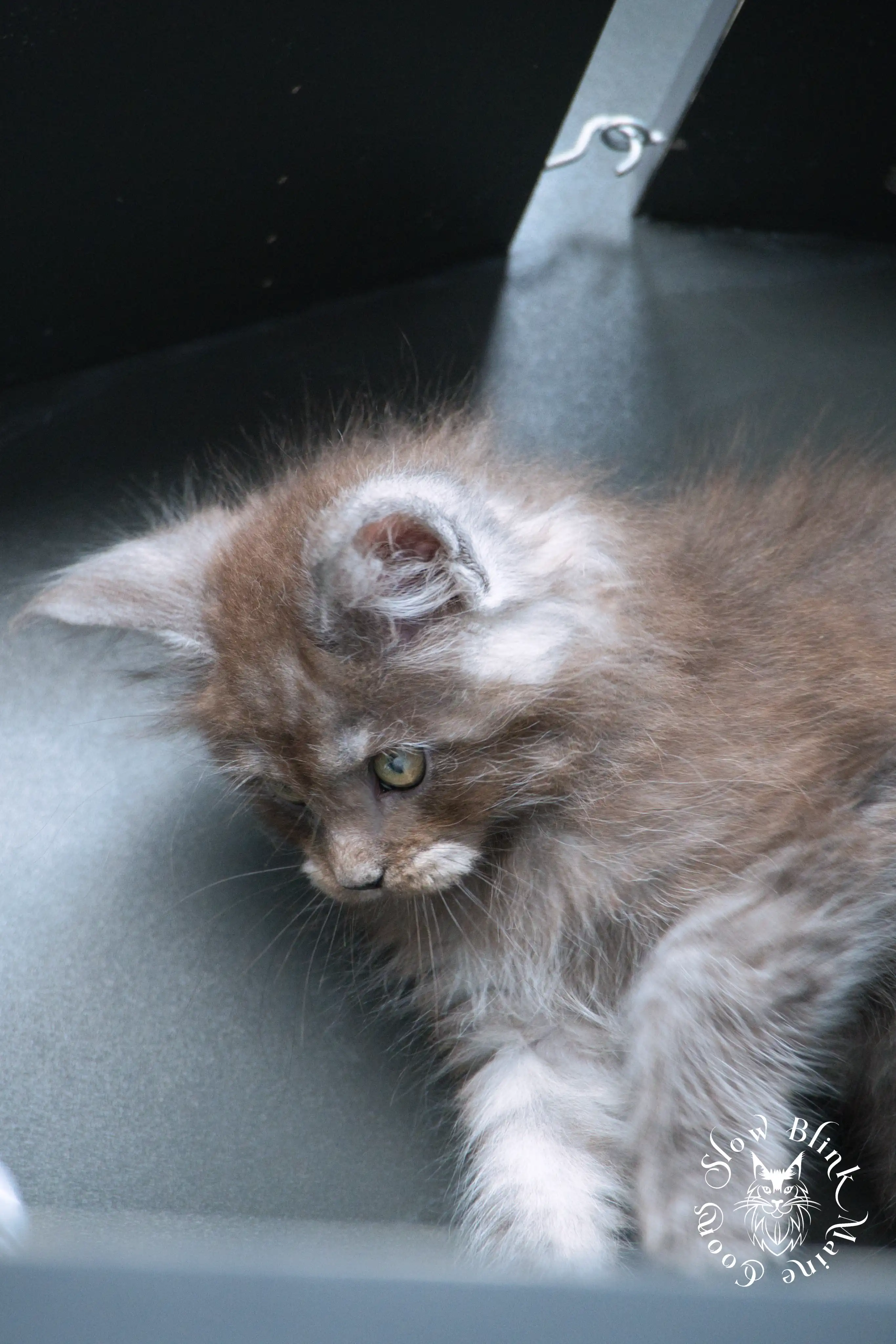 black smoke | maine coon kitten | ems code ns | slowblinkmainecoons Black Smoke Maine Coon Kittens > black smoke | maine coon kitten | ems code ns | slowblinkmainecoons | 496