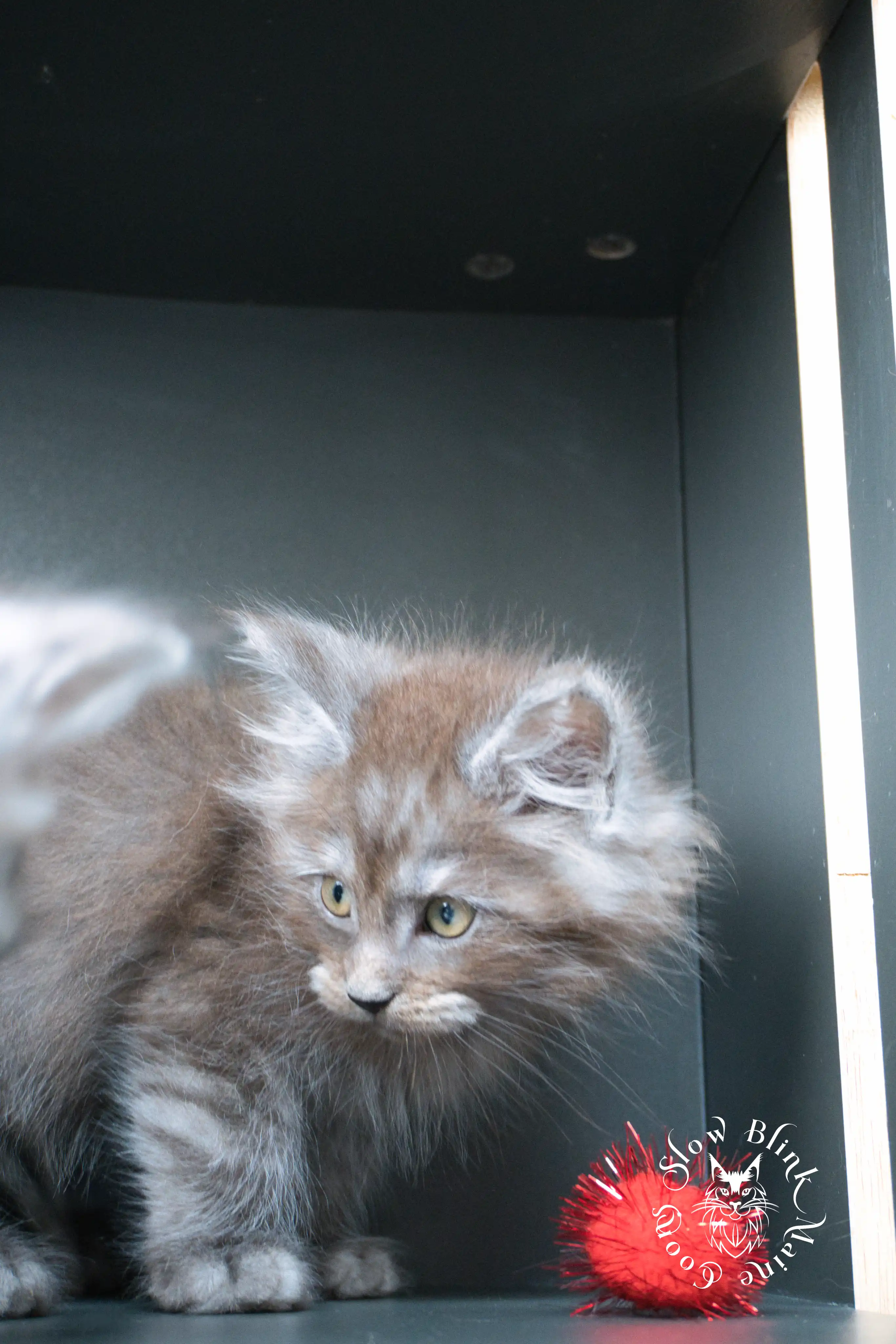 black smoke | maine coon kitten | ems code ns | slowblinkmainecoons Black Smoke Maine Coon Kittens > black smoke | maine coon kitten | ems code ns | slowblinkmainecoons | 500