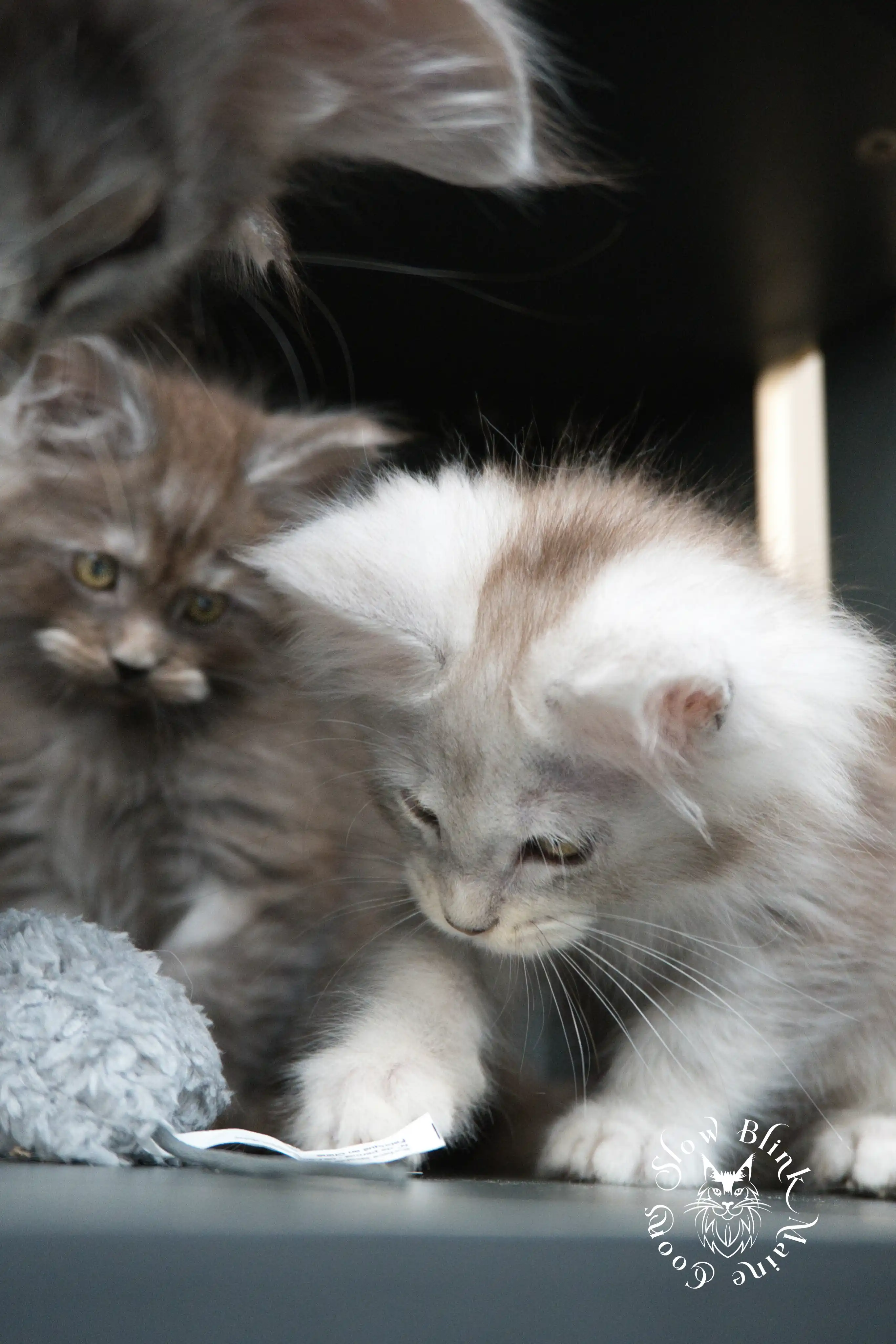 black smoke | maine coon kitten | ems code ns | slowblinkmainecoons Black Smoke Maine Coon Kittens > black smoke | maine coon kitten | ems code ns | slowblinkmainecoons | 502