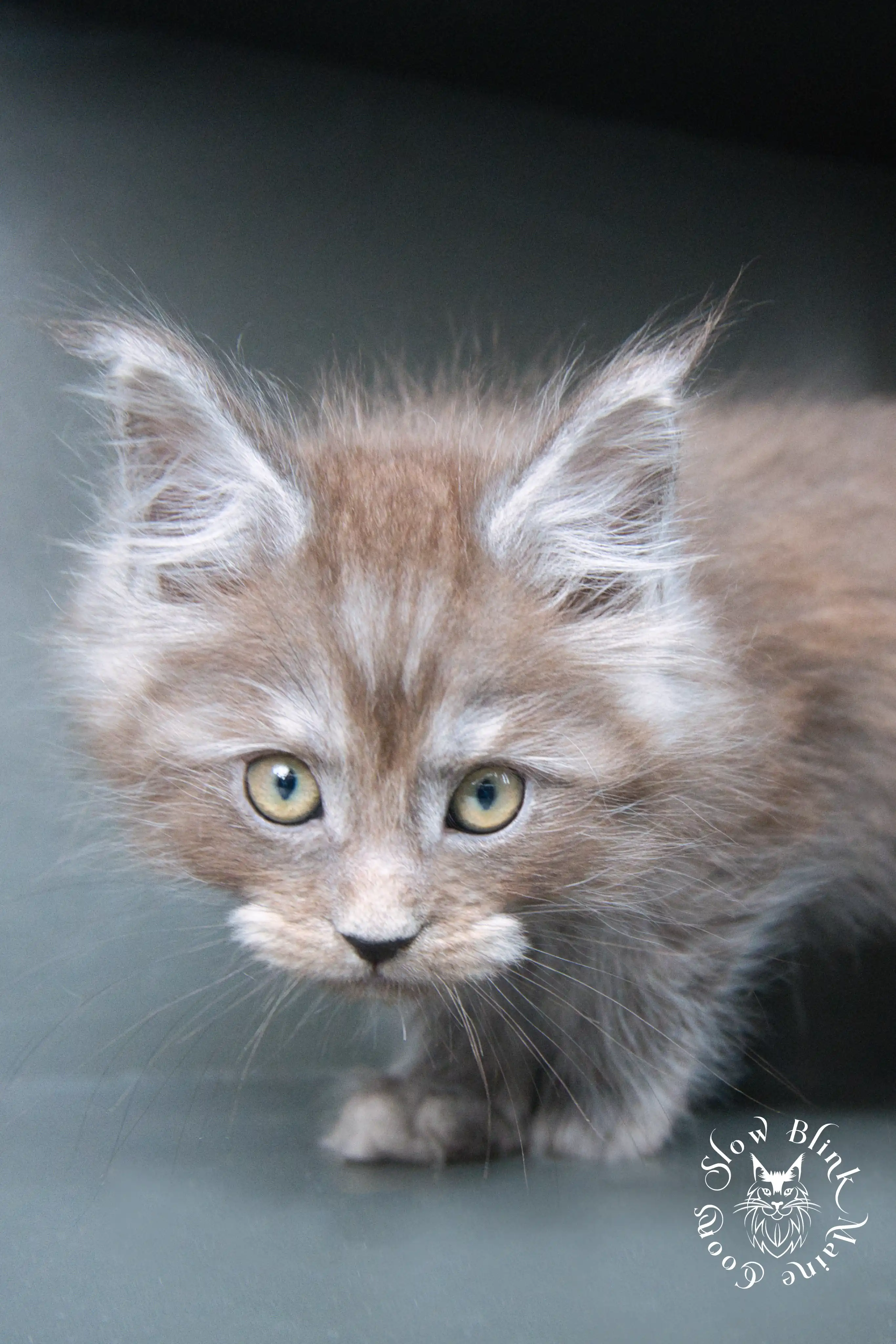 black smoke | maine coon kitten | ems code ns | slowblinkmainecoons Black Smoke Maine Coon Kittens > black smoke | maine coon kitten | ems code ns | slowblinkmainecoons | 503