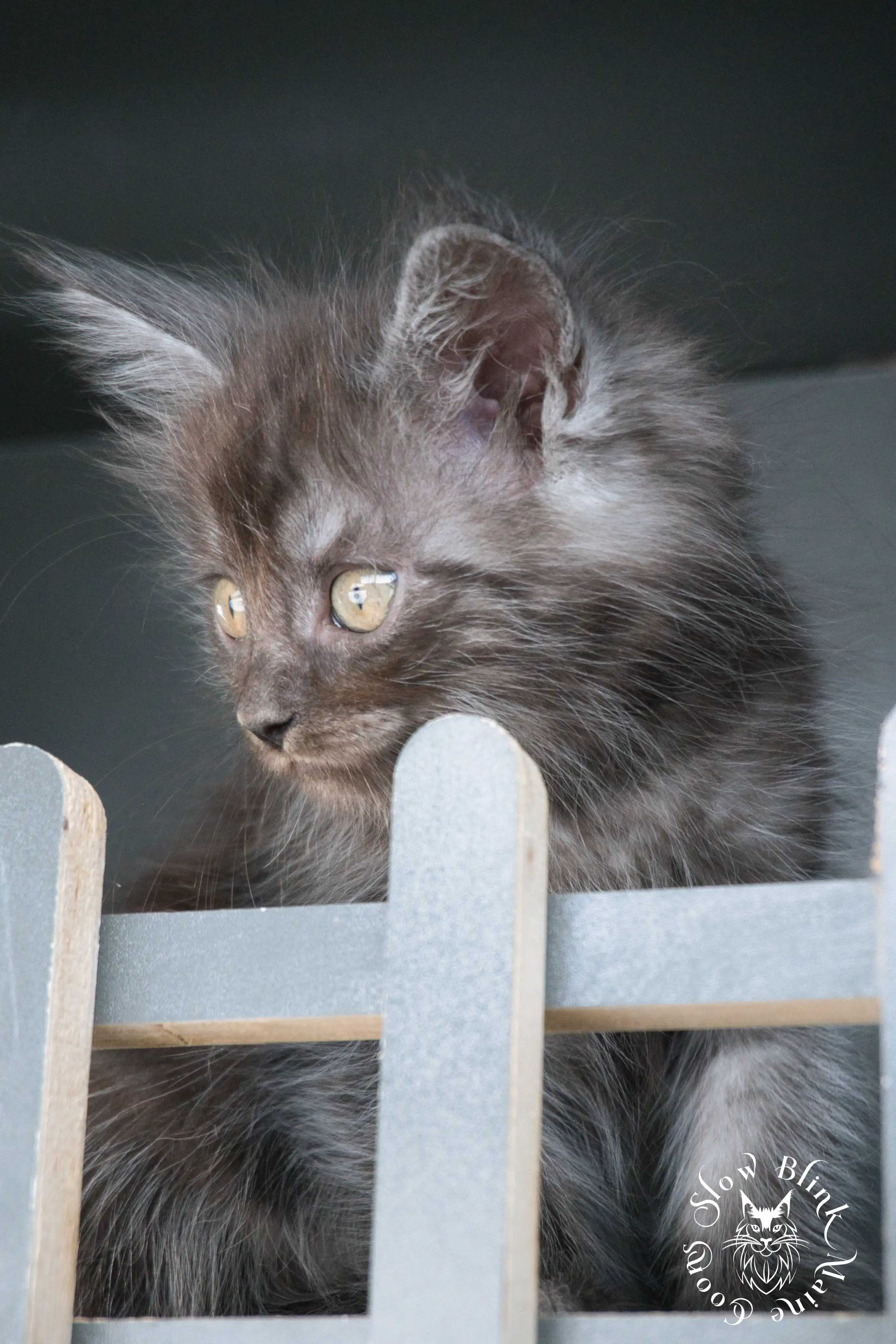 black smoke | maine coon kitten | ems code ns | slowblinkmainecoons Black Smoke Maine Coon Kittens > black smoke | maine coon kitten | ems code ns | slowblinkmainecoons | 527
