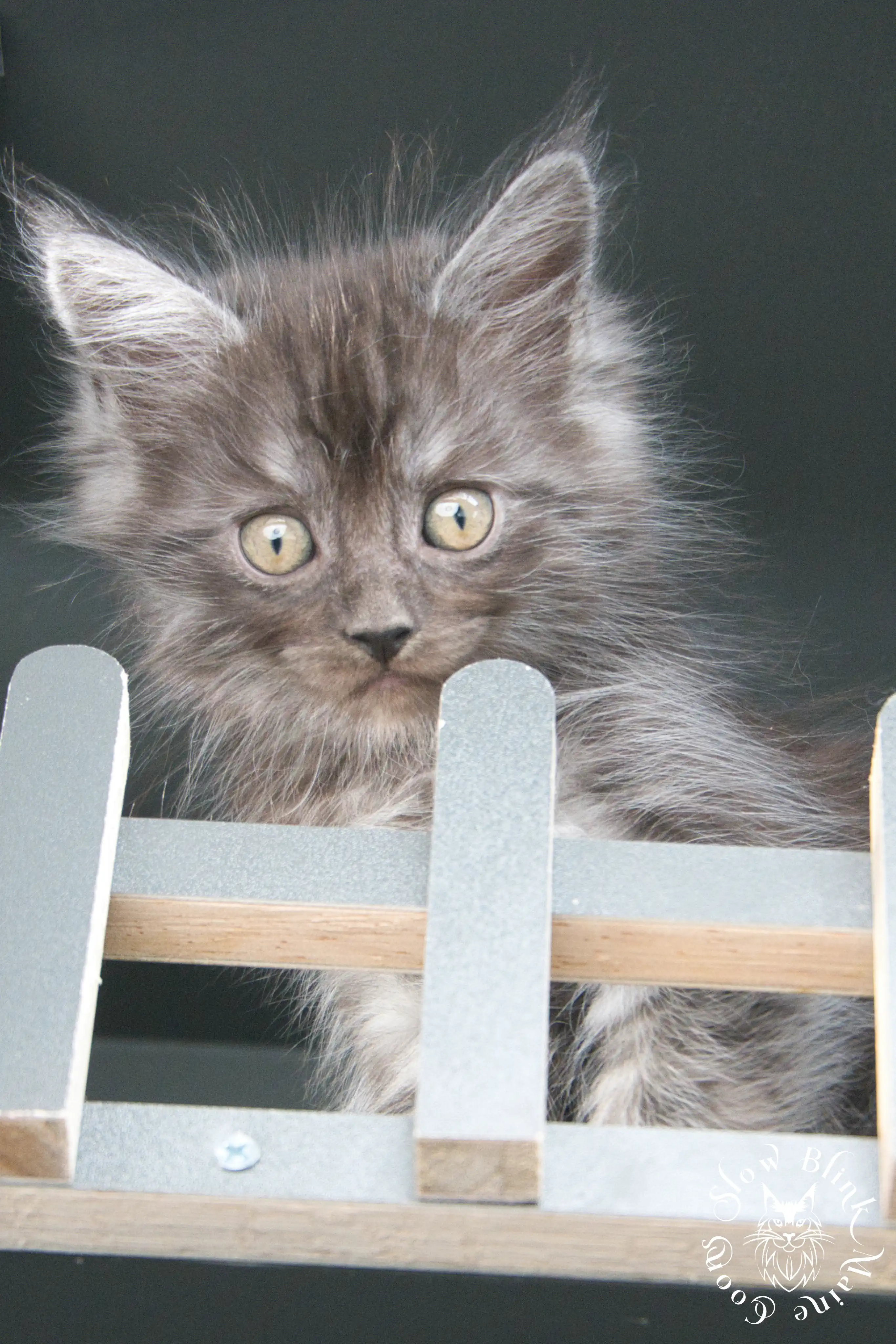 black smoke | maine coon kitten | ems code ns | slowblinkmainecoons Black Smoke Maine Coon Kittens > black smoke | maine coon kitten | ems code ns | slowblinkmainecoons | 529