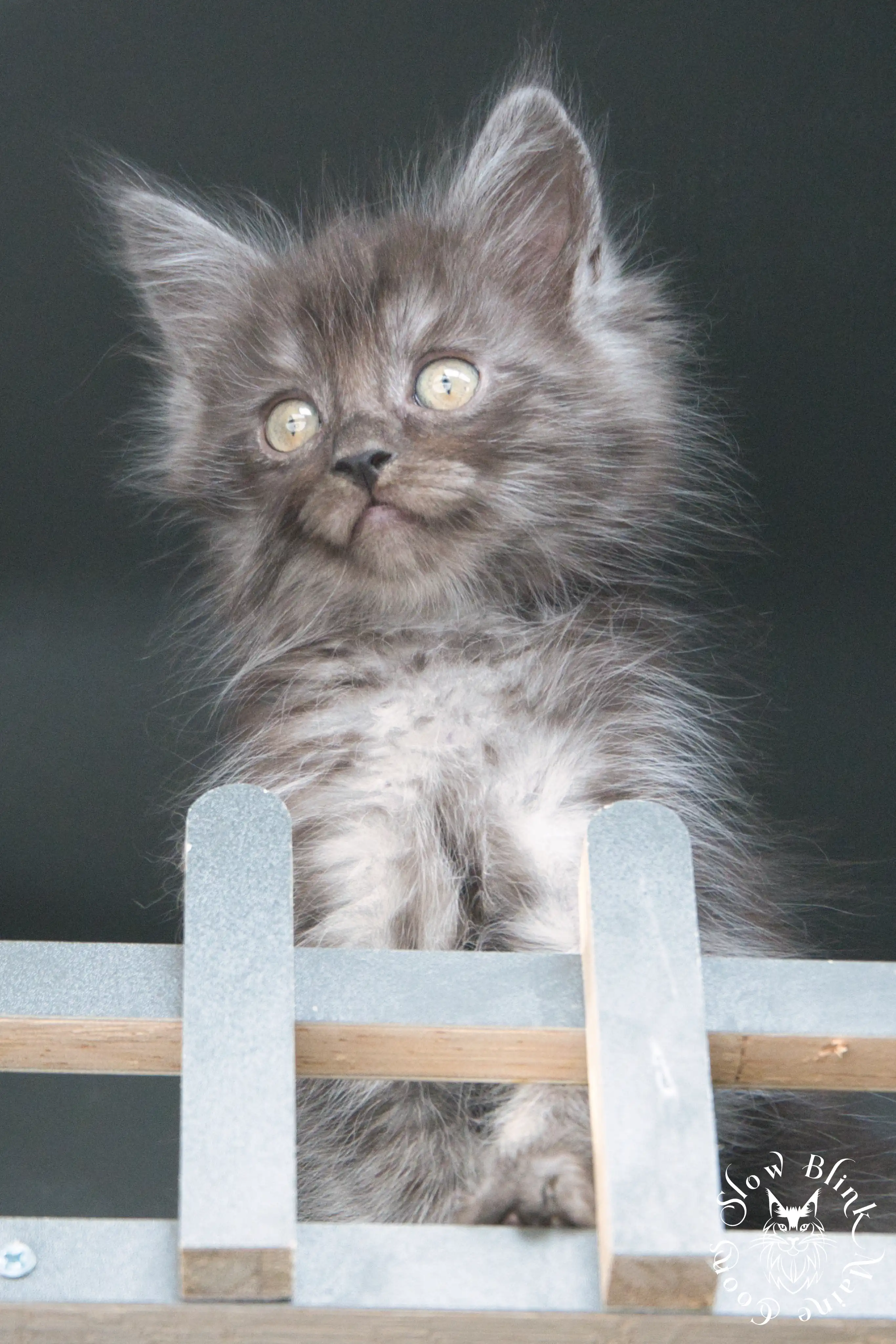 black smoke | maine coon kitten | ems code ns | slowblinkmainecoons Black Smoke Maine Coon Kittens > black smoke | maine coon kitten | ems code ns | slowblinkmainecoons | 530