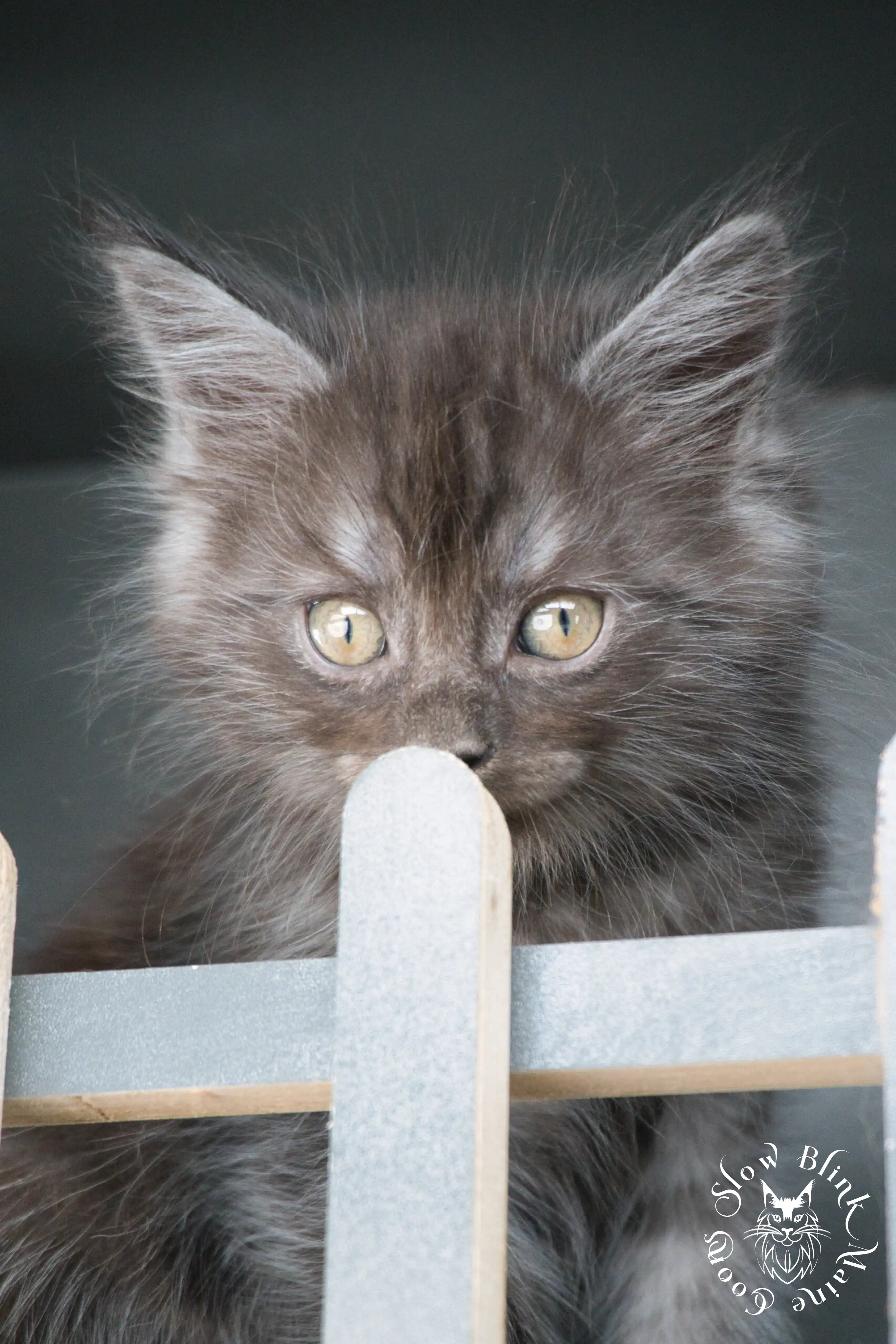 black smoke | maine coon kitten | ems code ns | slowblinkmainecoons Black Smoke Maine Coon Kittens > black smoke | maine coon kitten | ems code ns | slowblinkmainecoons | 531