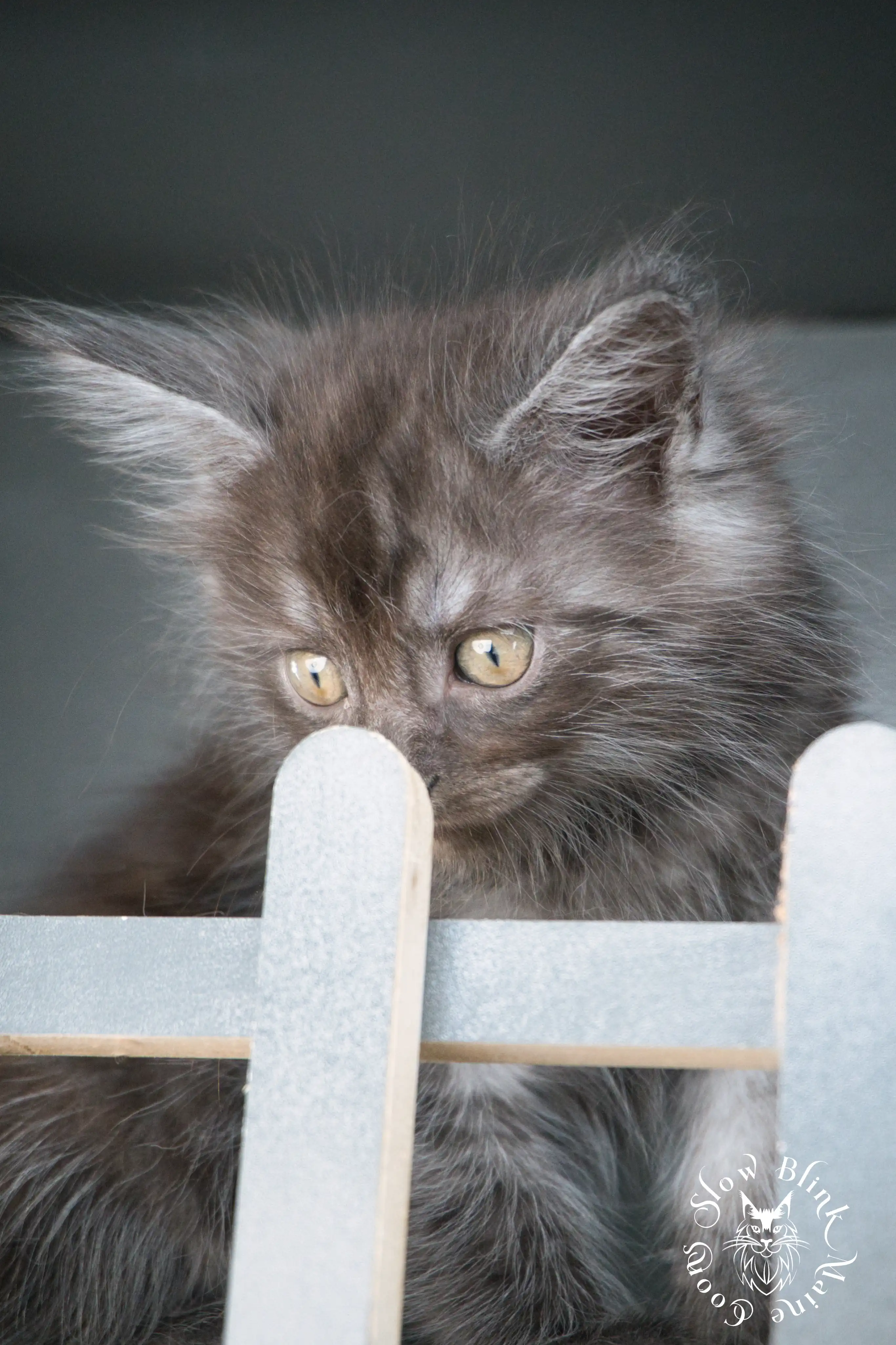 black smoke | maine coon kitten | ems code ns | slowblinkmainecoons Black Smoke Maine Coon Kittens > black smoke | maine coon kitten | ems code ns | slowblinkmainecoons | 532