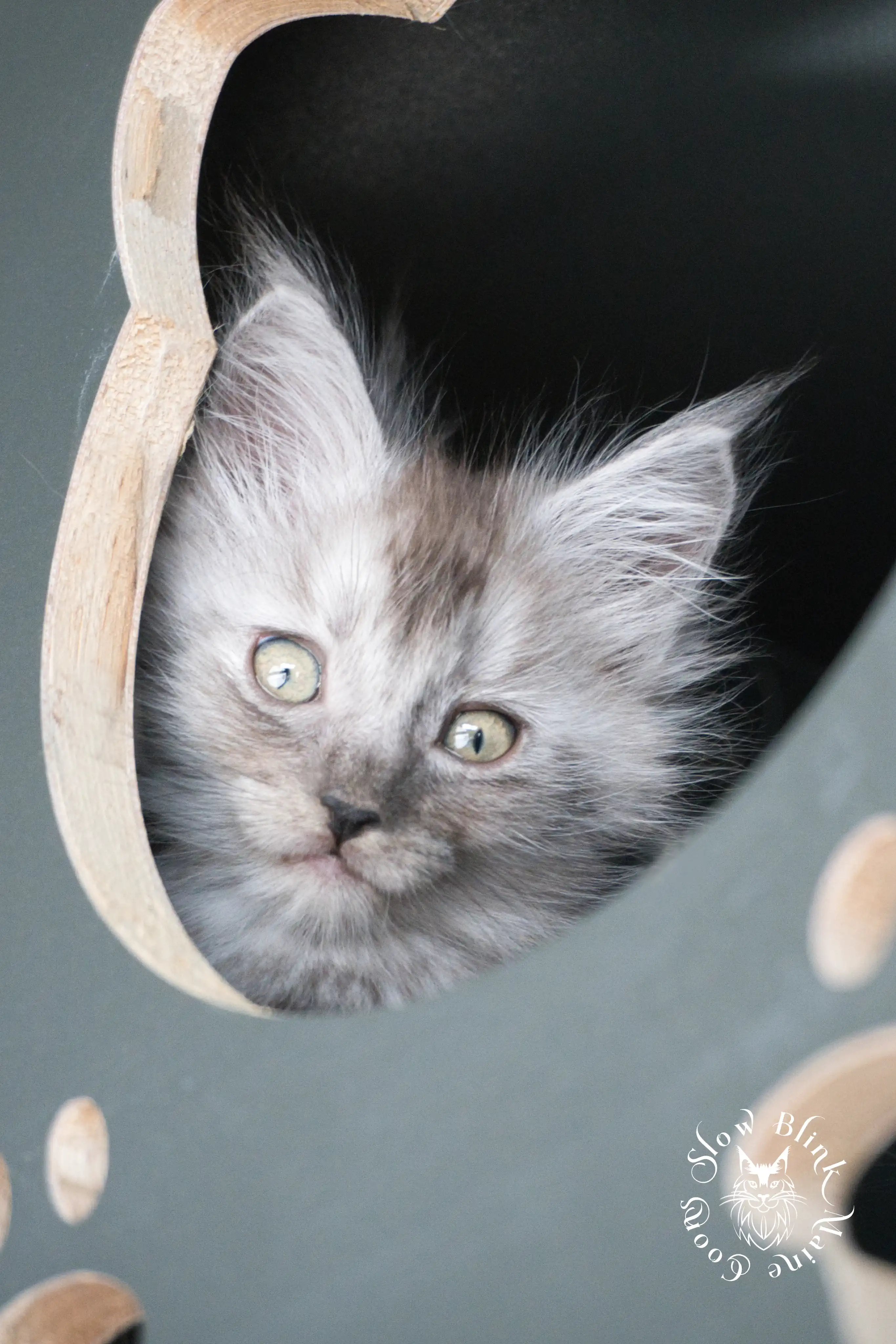 black smoke | maine coon kitten | ems code ns | slowblinkmainecoons Black Smoke Maine Coon Kittens > black smoke | maine coon kitten | ems code ns | slowblinkmainecoons | 924