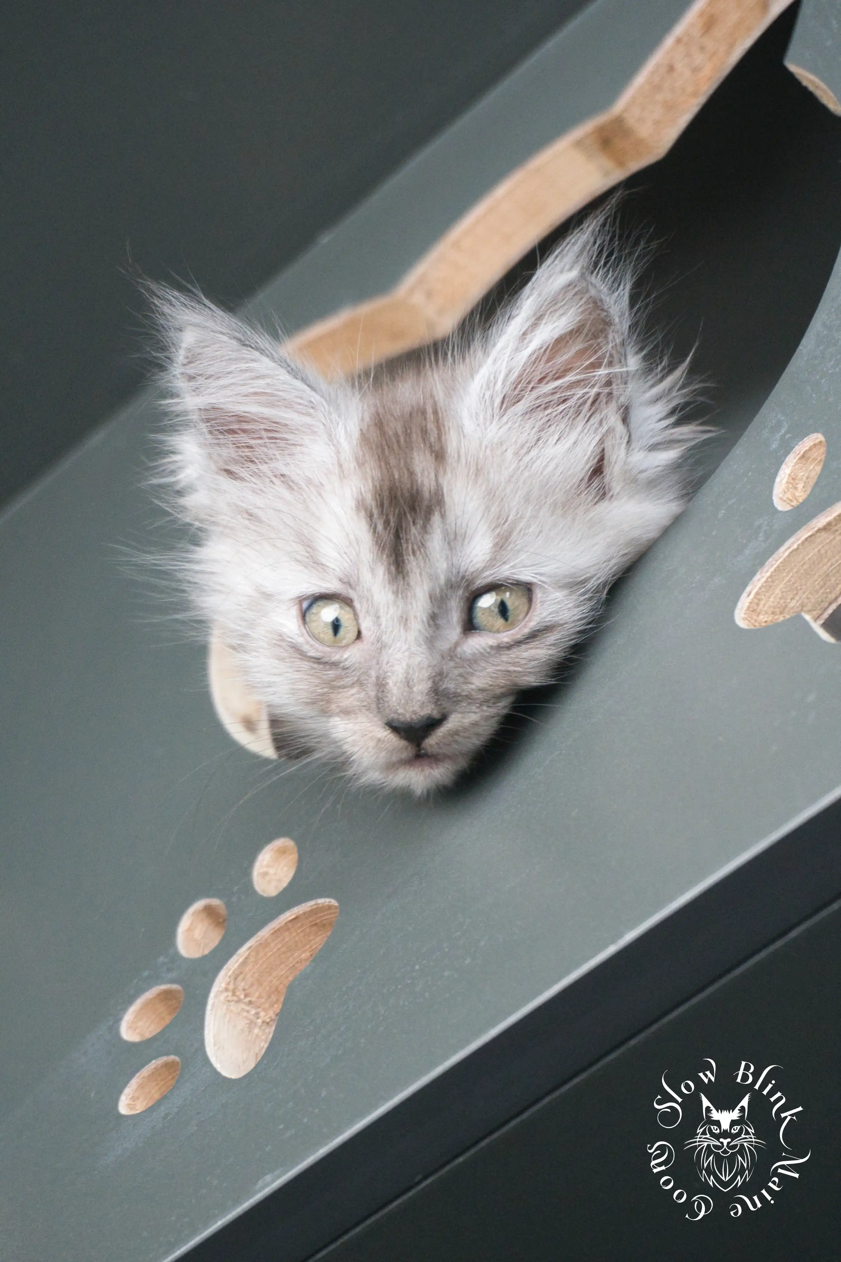 black smoke | maine coon kitten | ems code ns | slowblinkmainecoons Black Smoke Maine Coon Kittens > black smoke | maine coon kitten | ems code ns | slowblinkmainecoons | 925