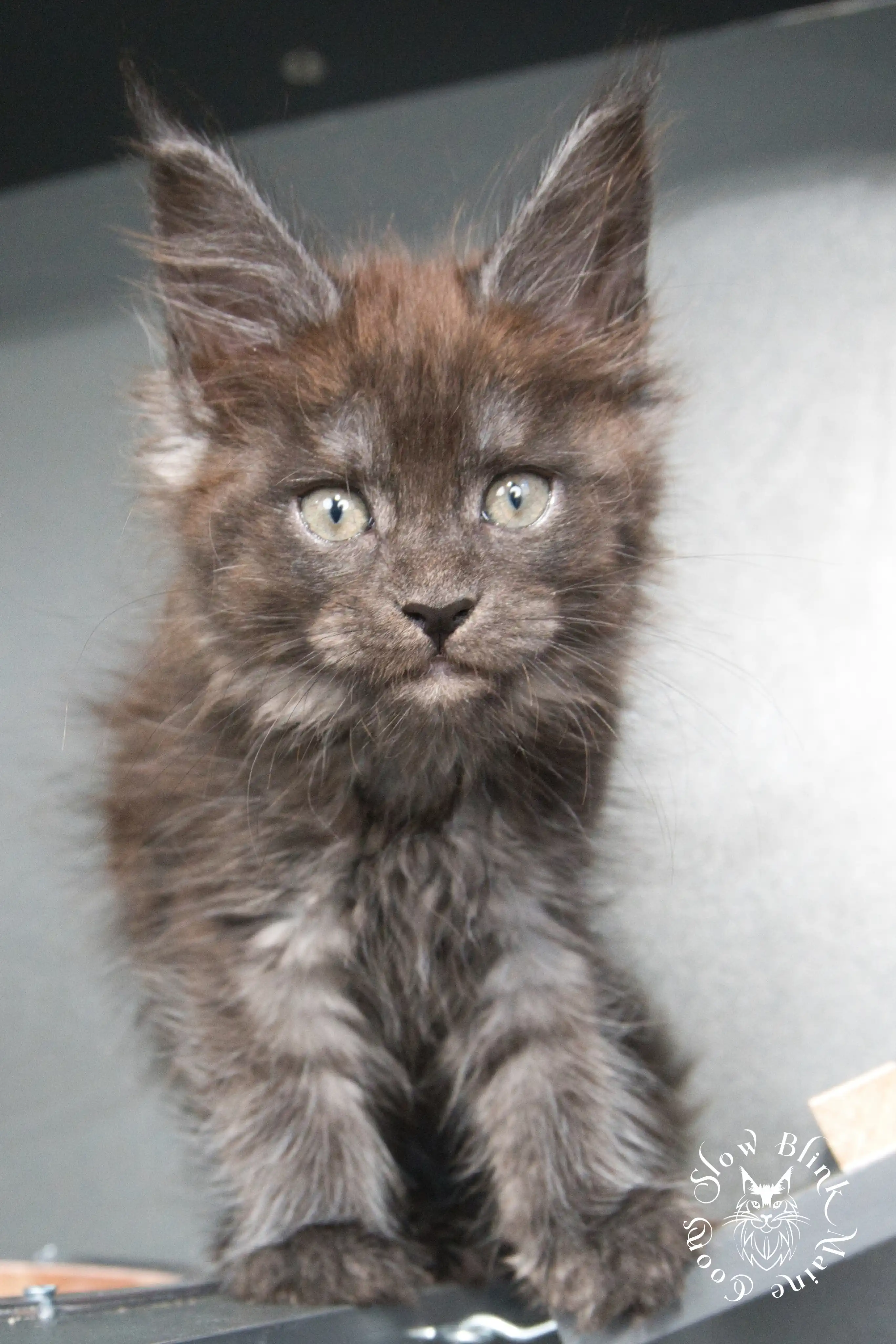 black smoke | maine coon kitten | ems code ns | slowblinkmainecoons Black Smoke Maine Coon Kittens > black smoke | maine coon kitten | ems code ns | slowblinkmainecoons | 927