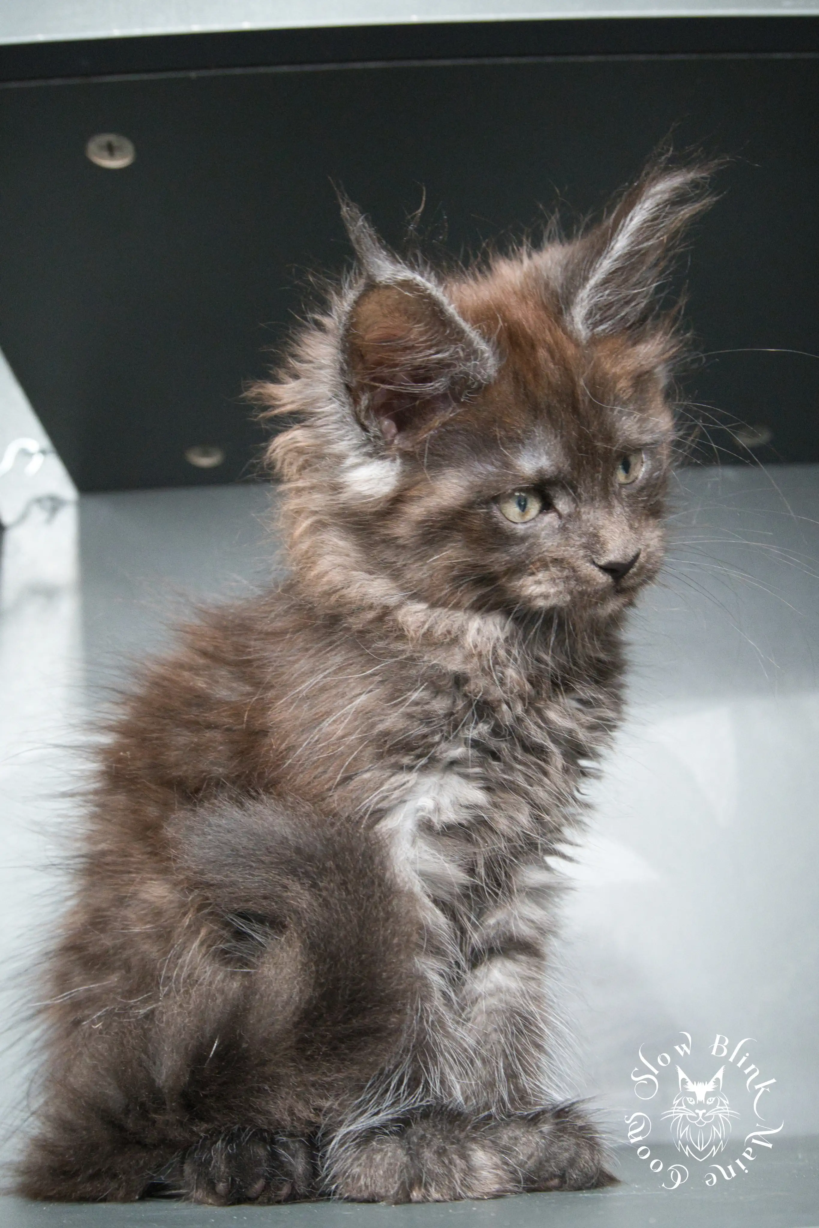 black smoke | maine coon kitten | ems code ns | slowblinkmainecoons Black Smoke Maine Coon Kittens > black smoke | maine coon kitten | ems code ns | slowblinkmainecoons | 928