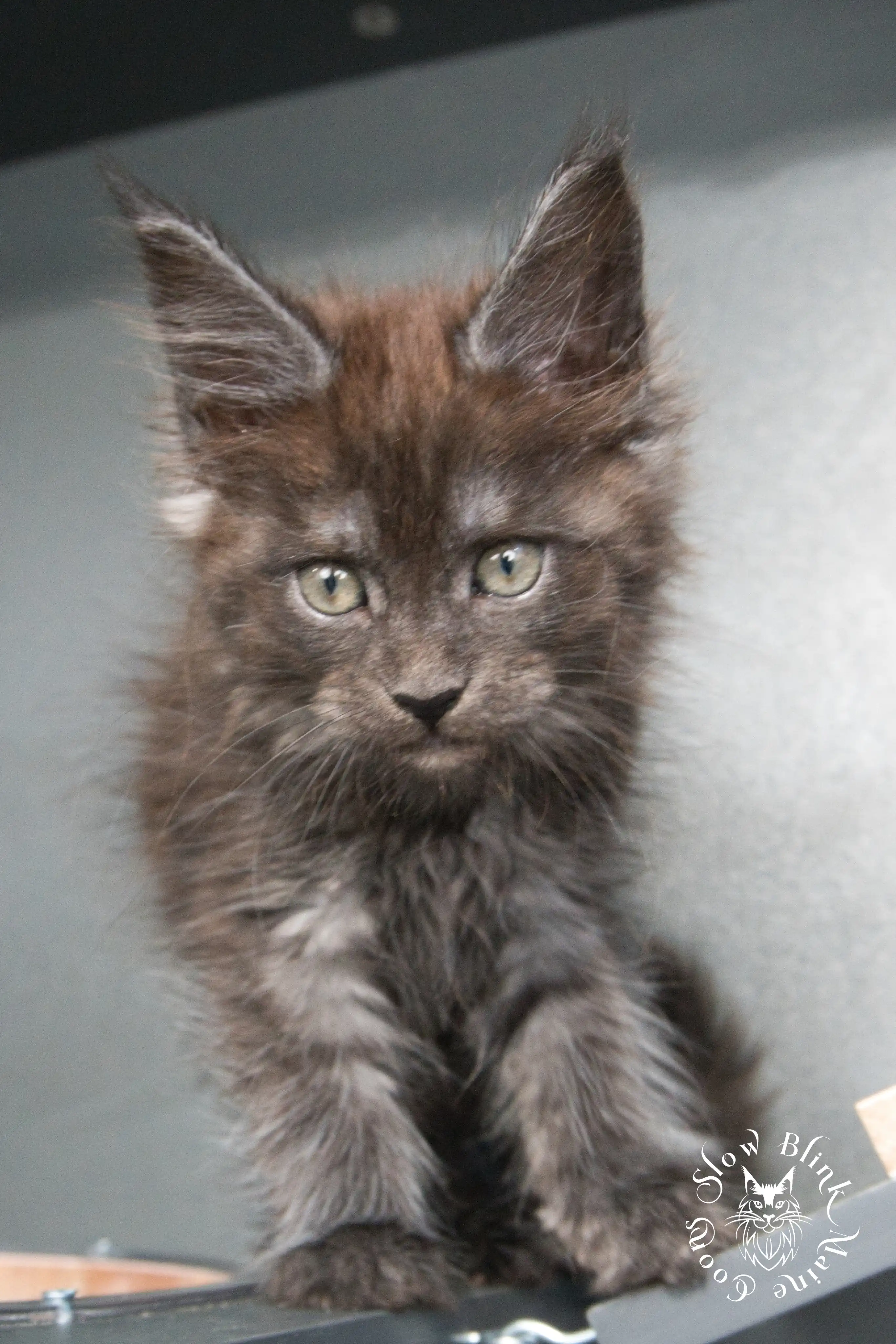 black smoke | maine coon kitten | ems code ns | slowblinkmainecoons Black Smoke Maine Coon Kittens > black smoke | maine coon kitten | ems code ns | slowblinkmainecoons | 929