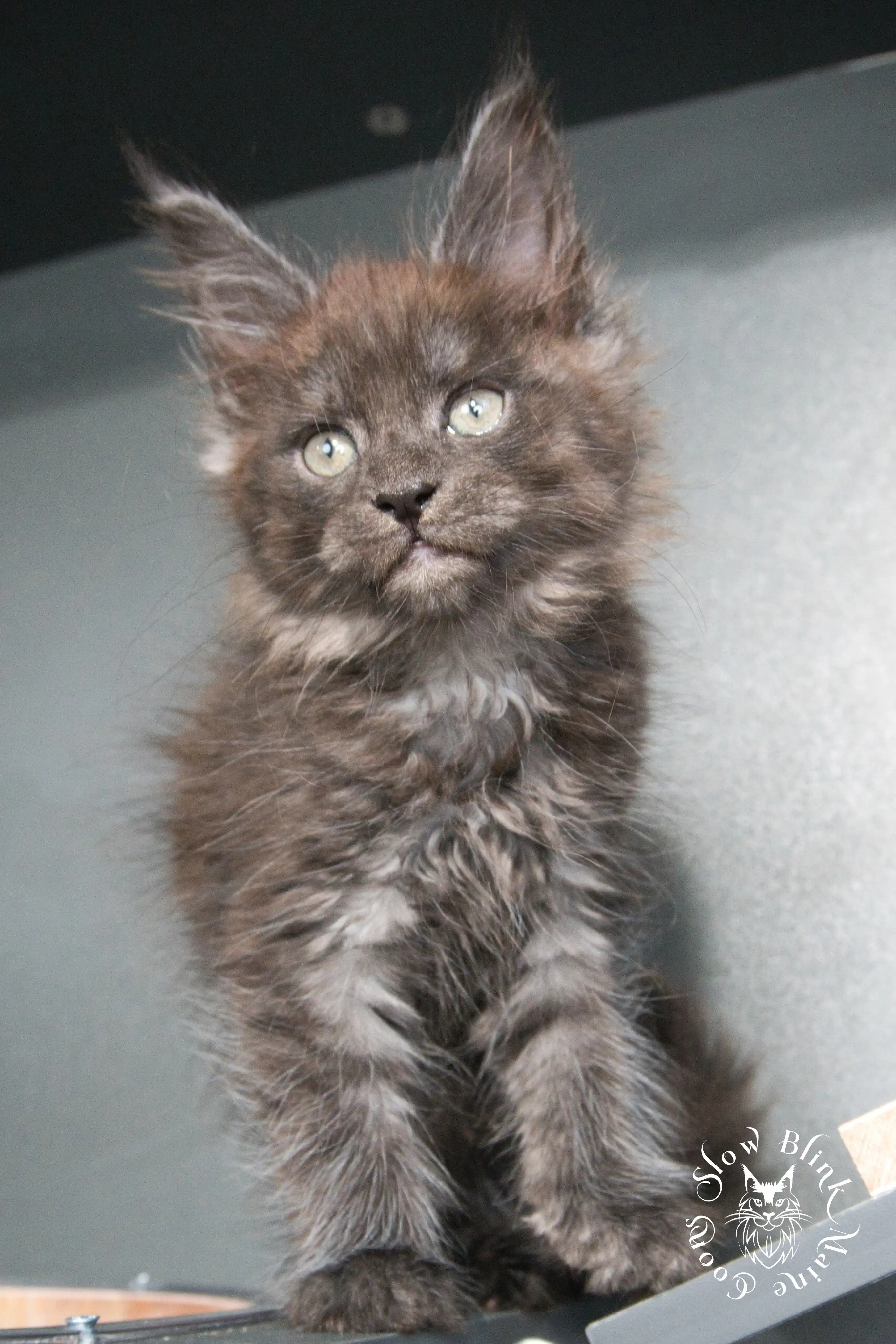 black smoke | maine coon kitten | ems code ns | slowblinkmainecoons Black Smoke Maine Coon Kittens > black smoke | maine coon kitten | ems code ns | slowblinkmainecoons | 930